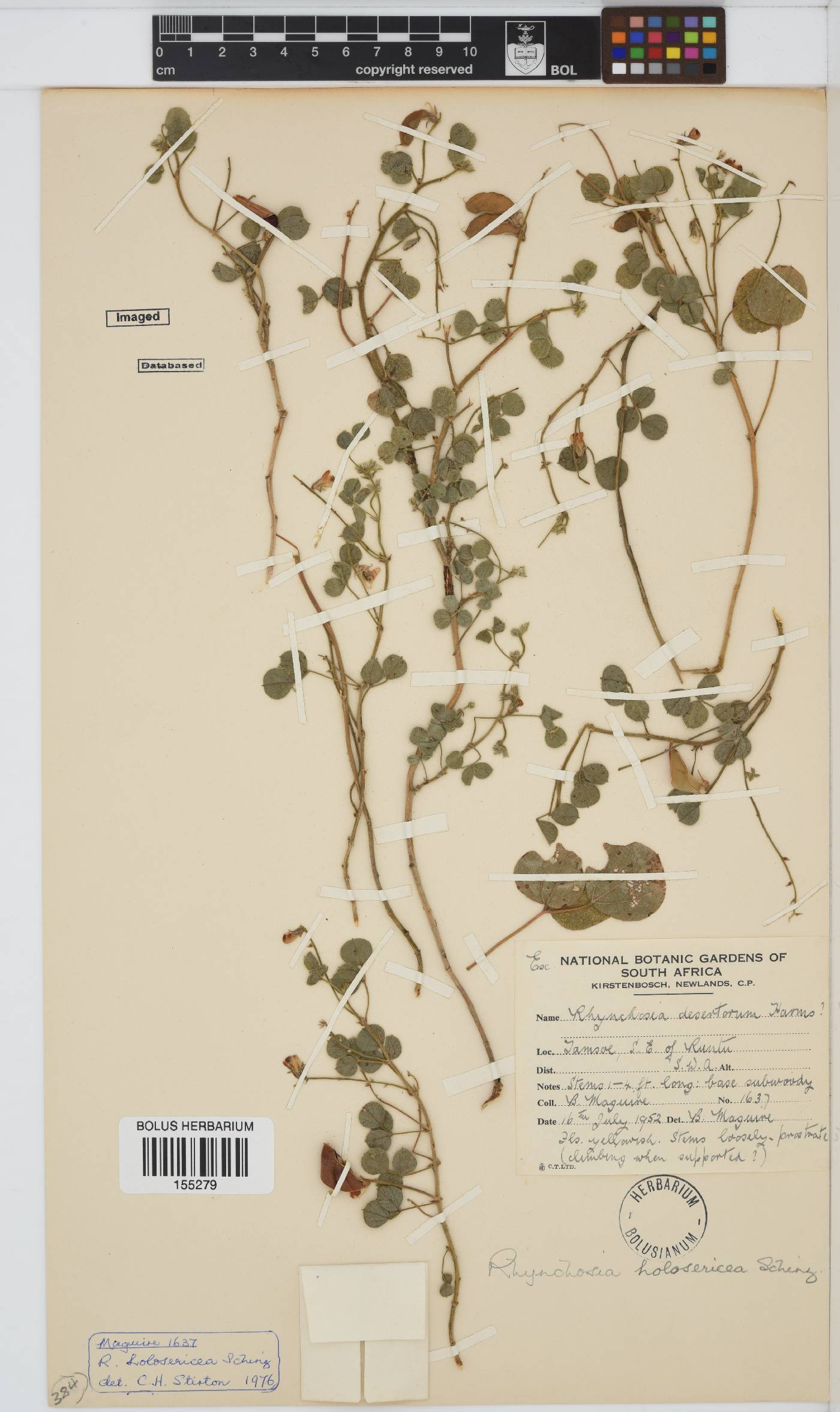 Rhynchosia holosericea image