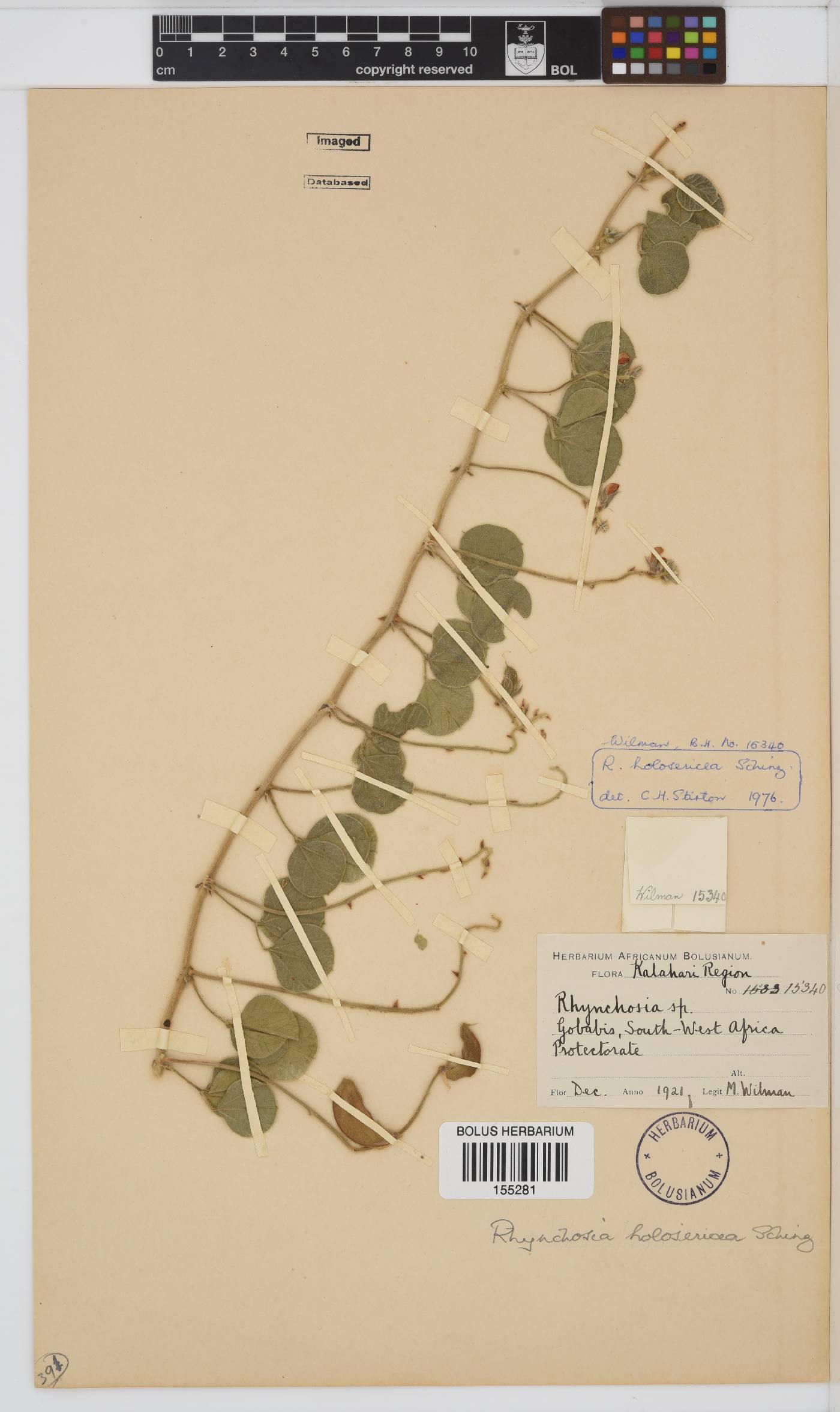 Rhynchosia holosericea image