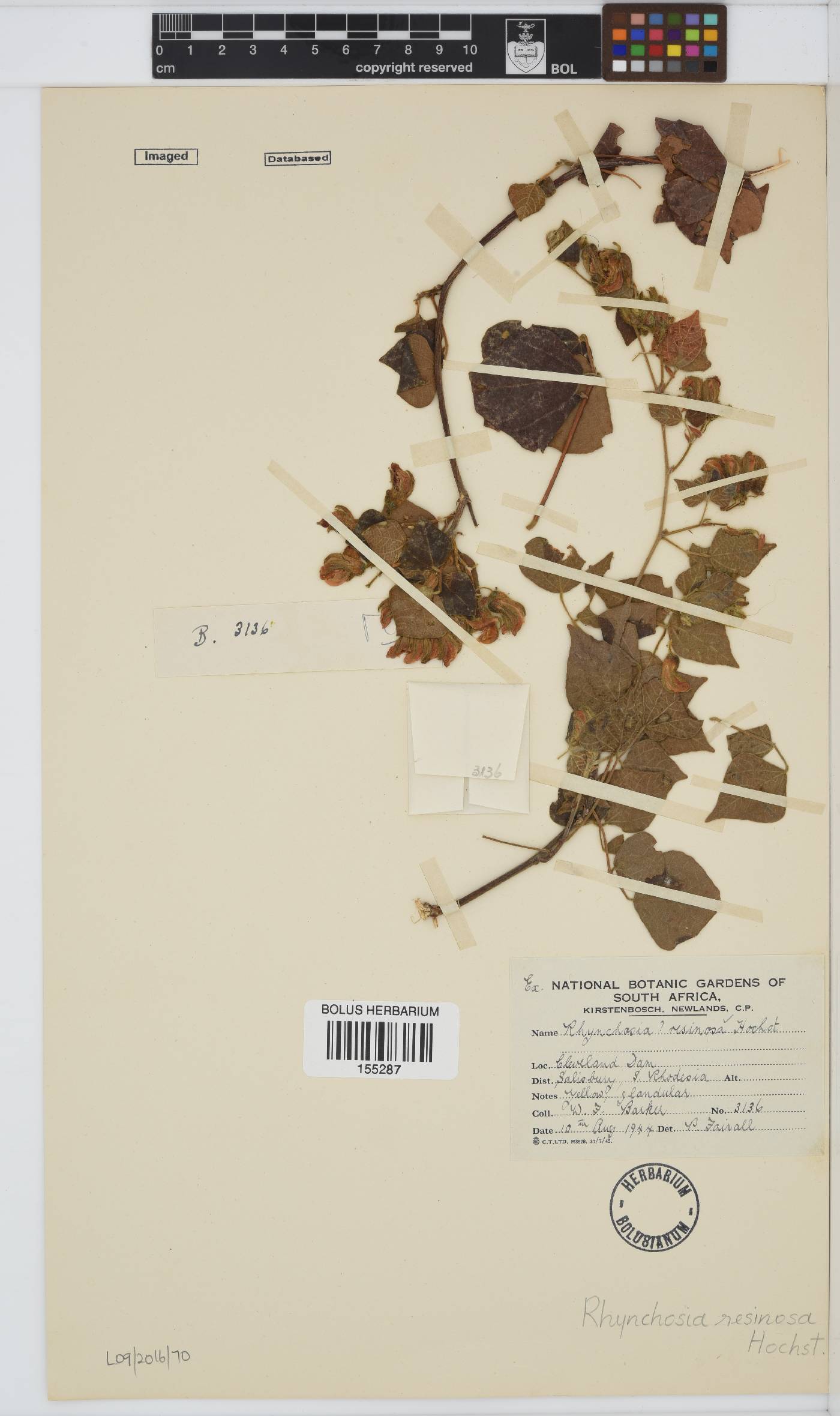 Rhynchosia resinosa image