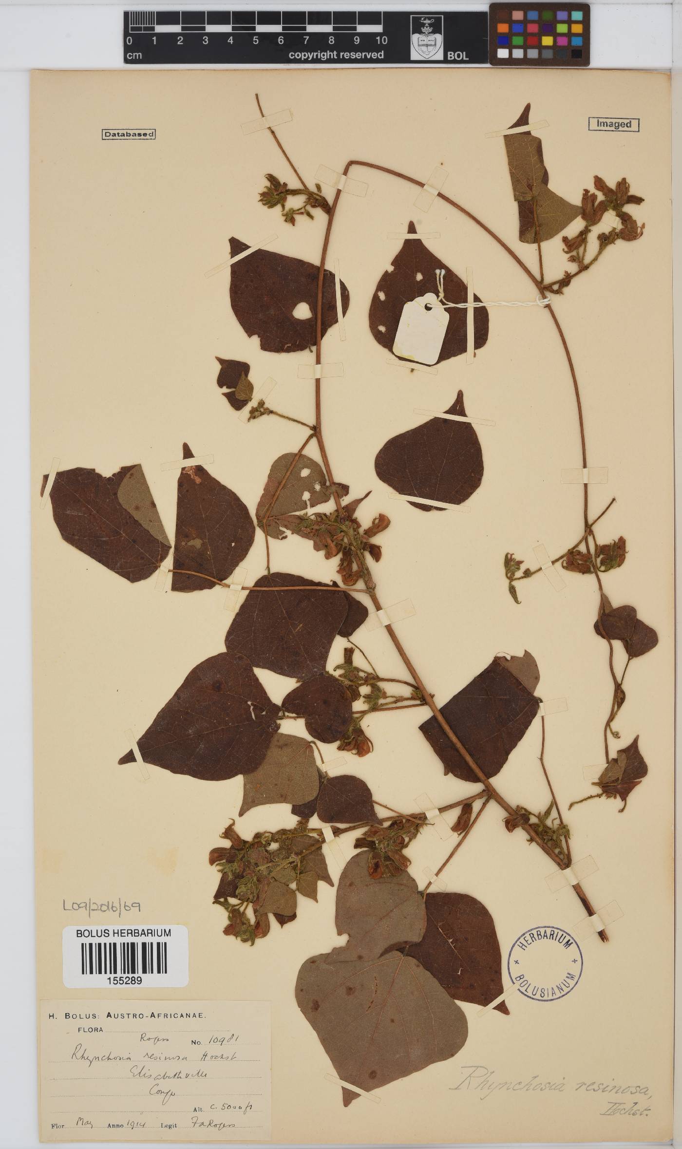 Rhynchosia resinosa image