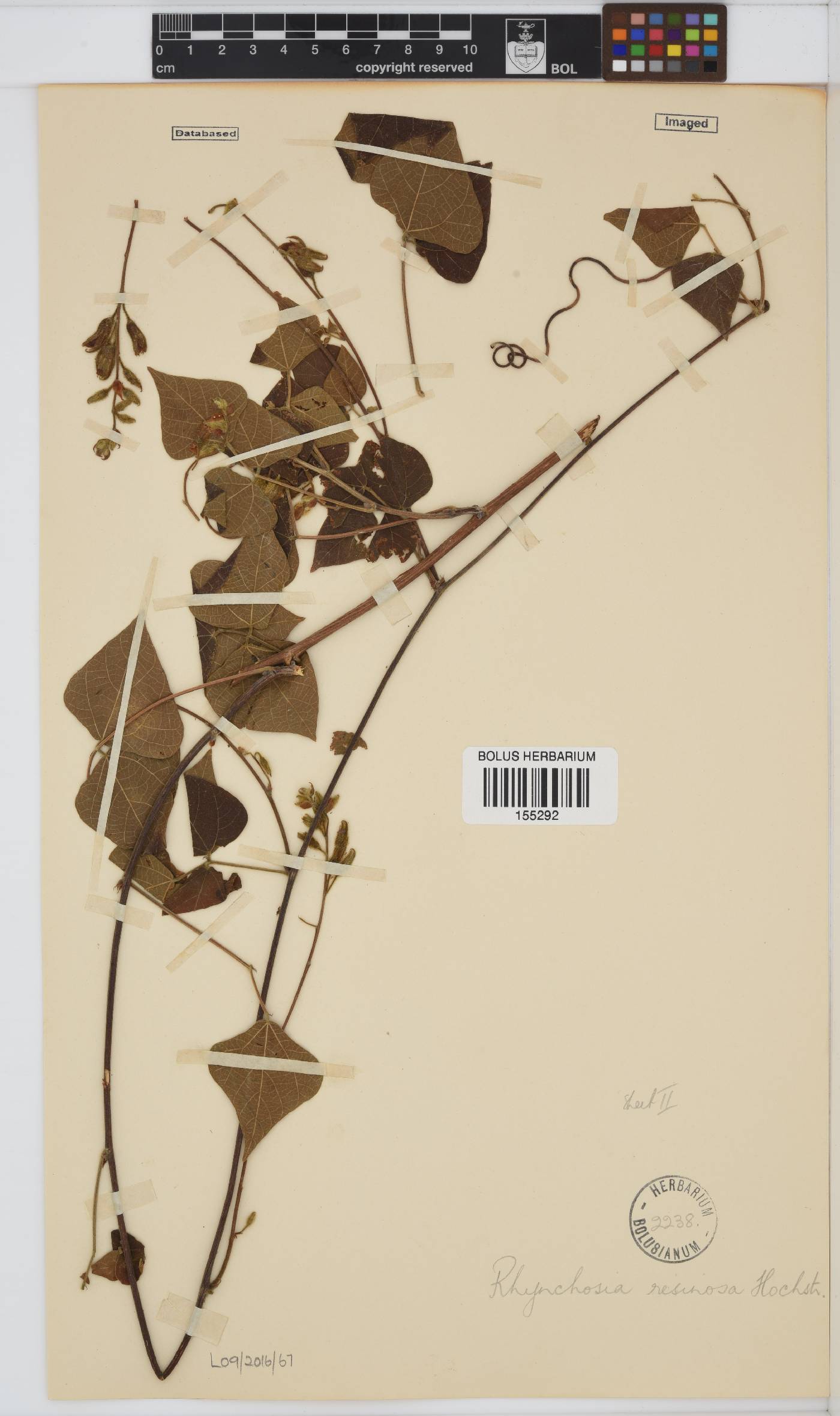 Rhynchosia resinosa image