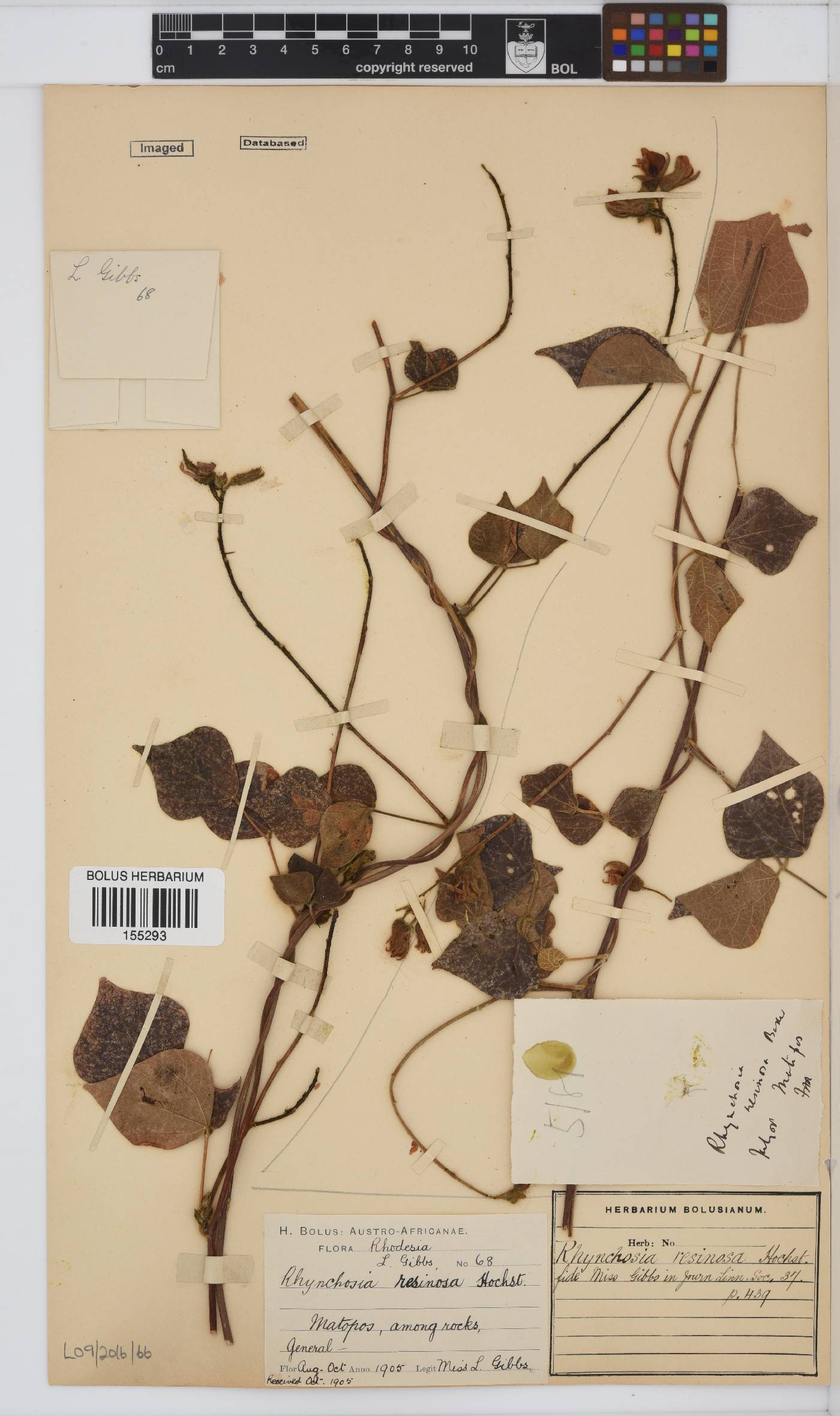 Rhynchosia resinosa image