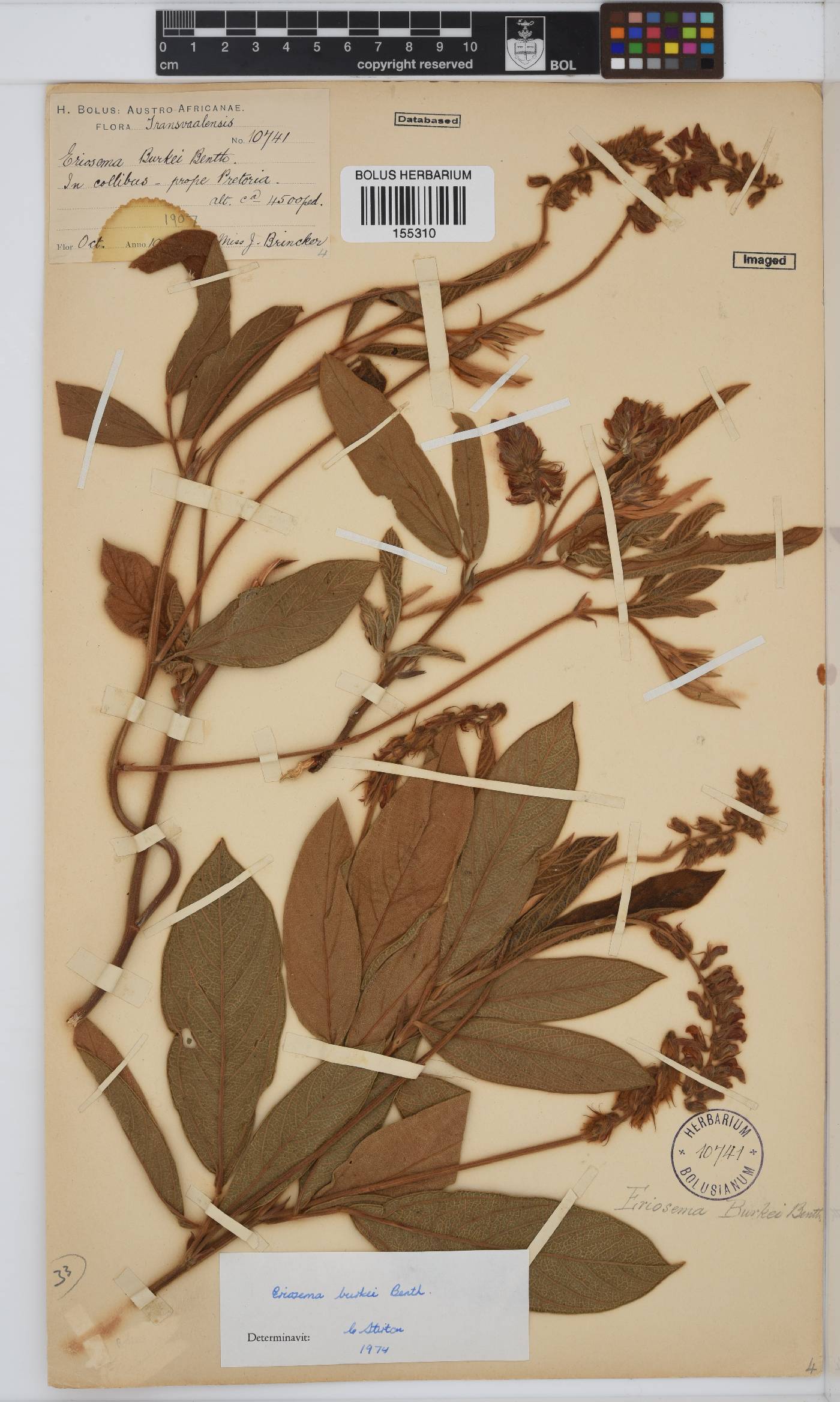 Eriosema burkei image