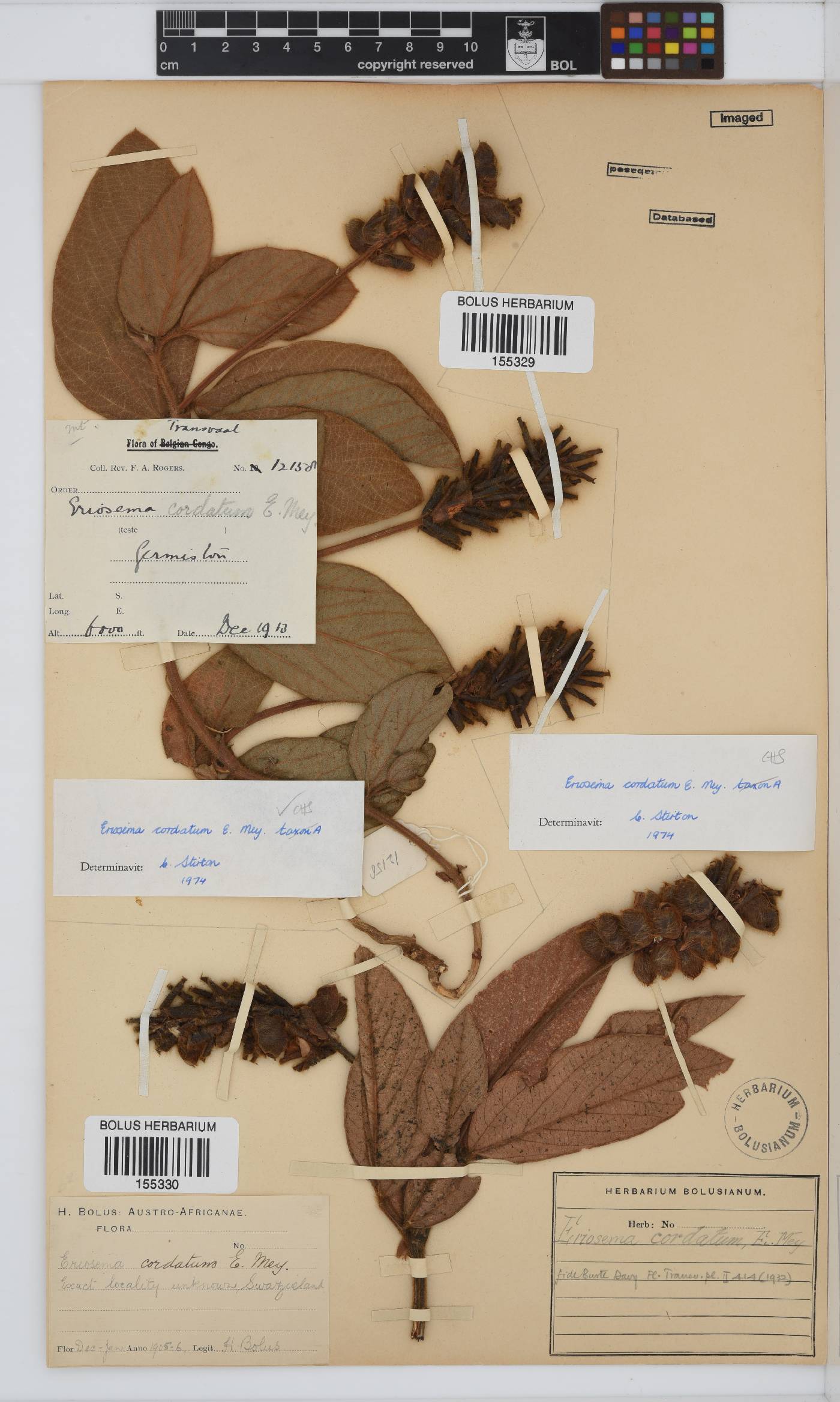 Eriosema cordatum image