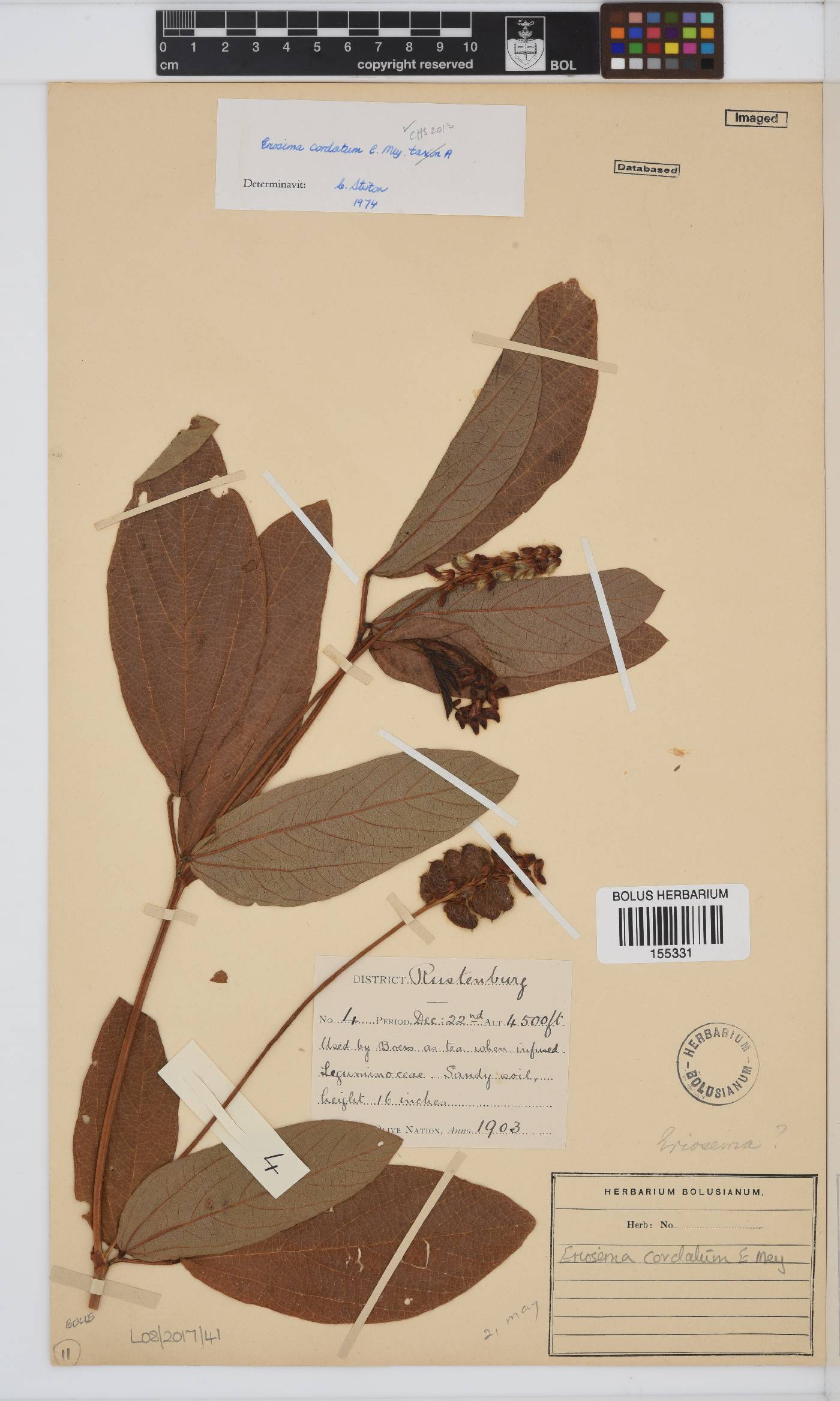 Eriosema cordatum image