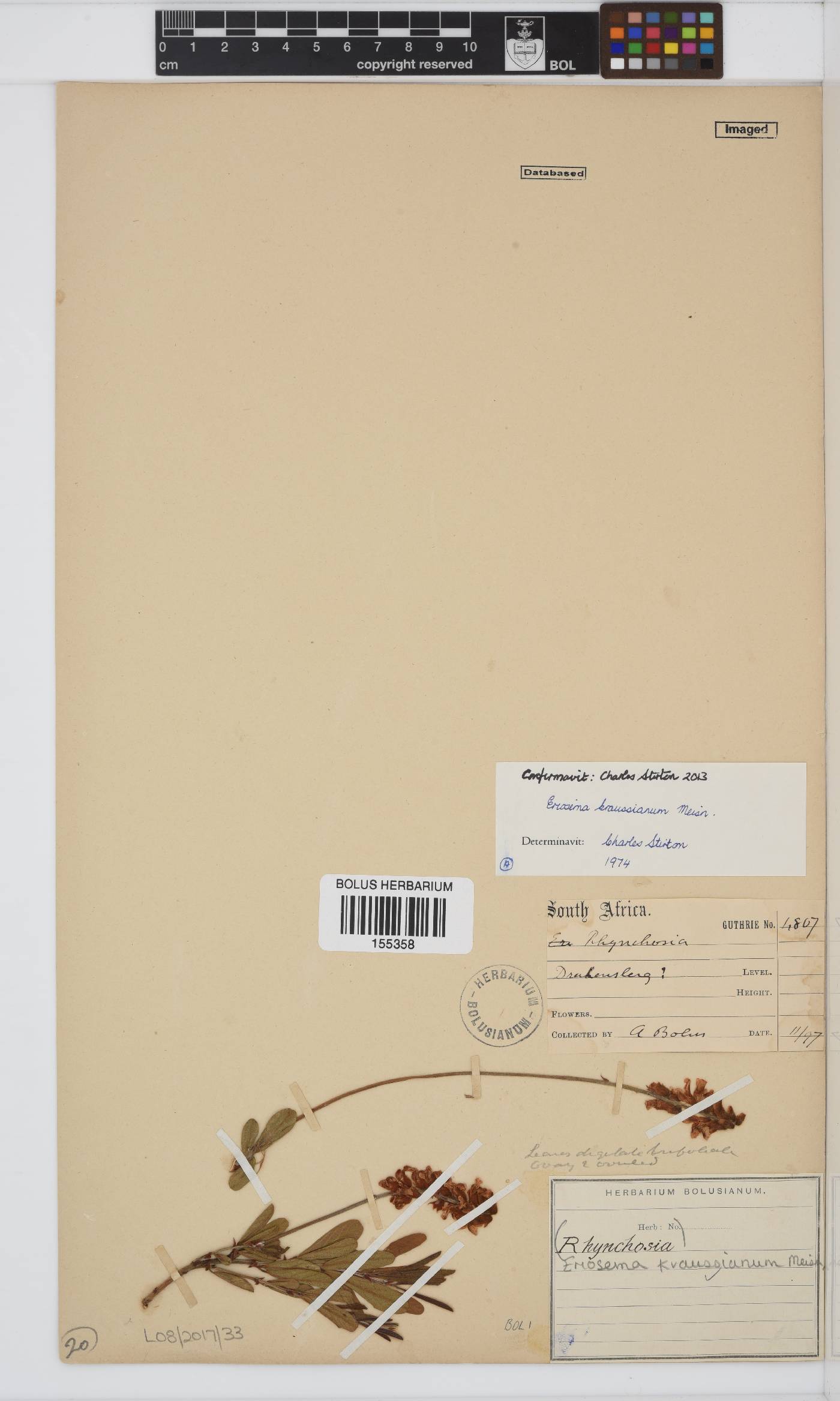 Eriosema kraussianum image