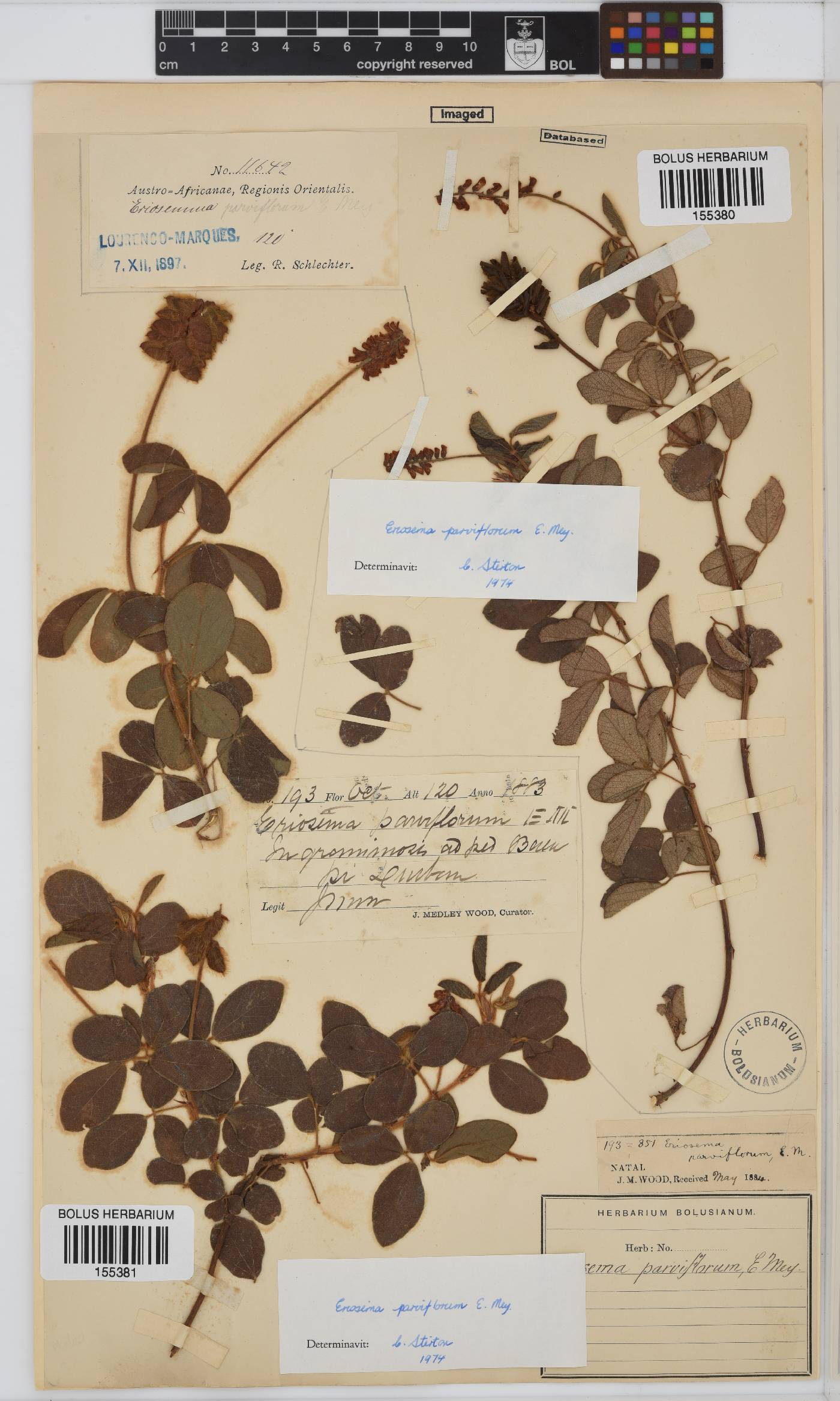 Eriosema parviflorum image
