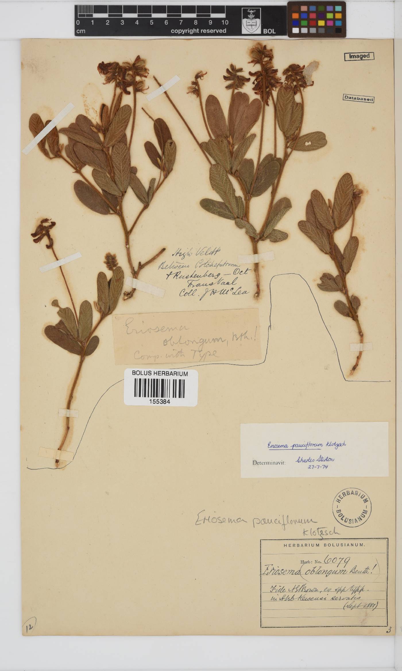 Eriosema pauciflorum image