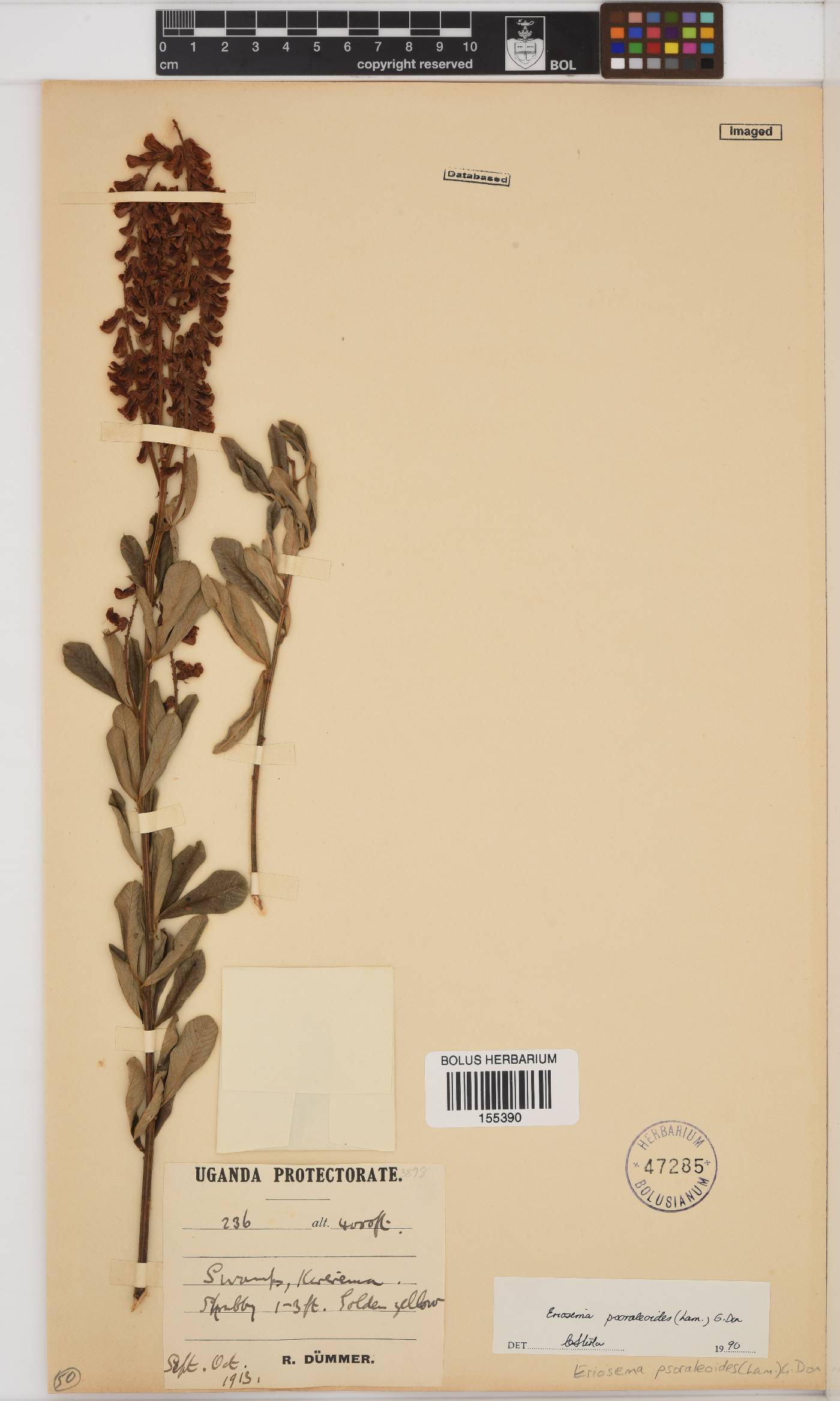 Eriosema psoraleoides image