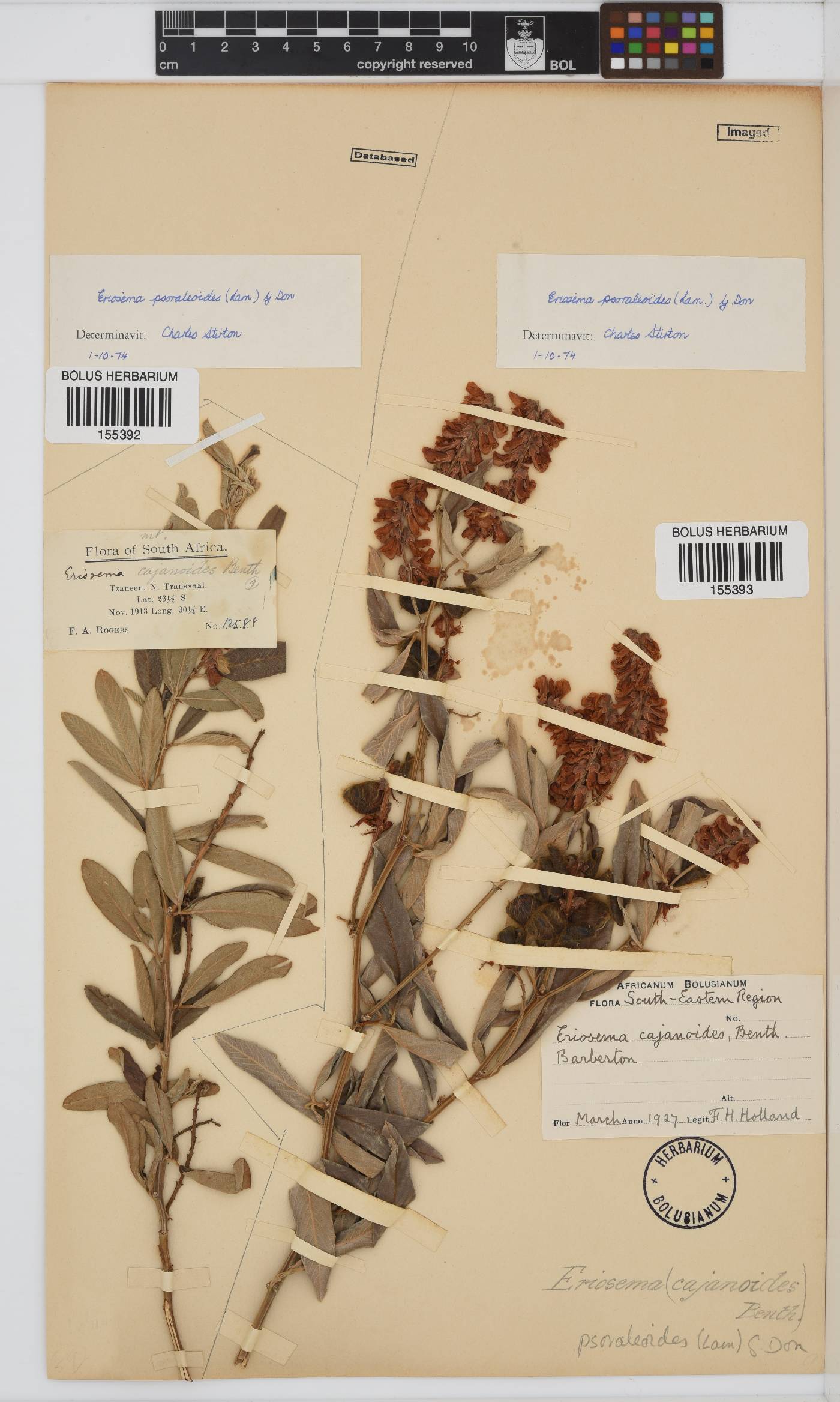 Eriosema psoraleoides image