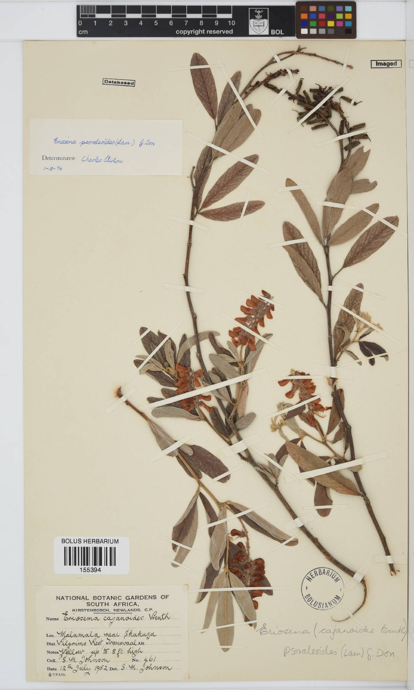 Eriosema psoraleoides image