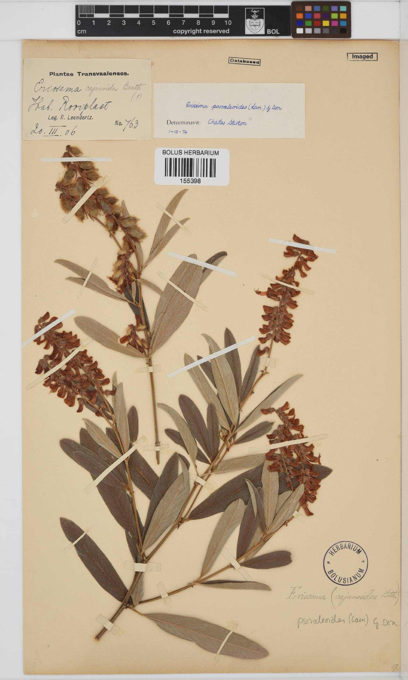 Eriosema psoraleoides image