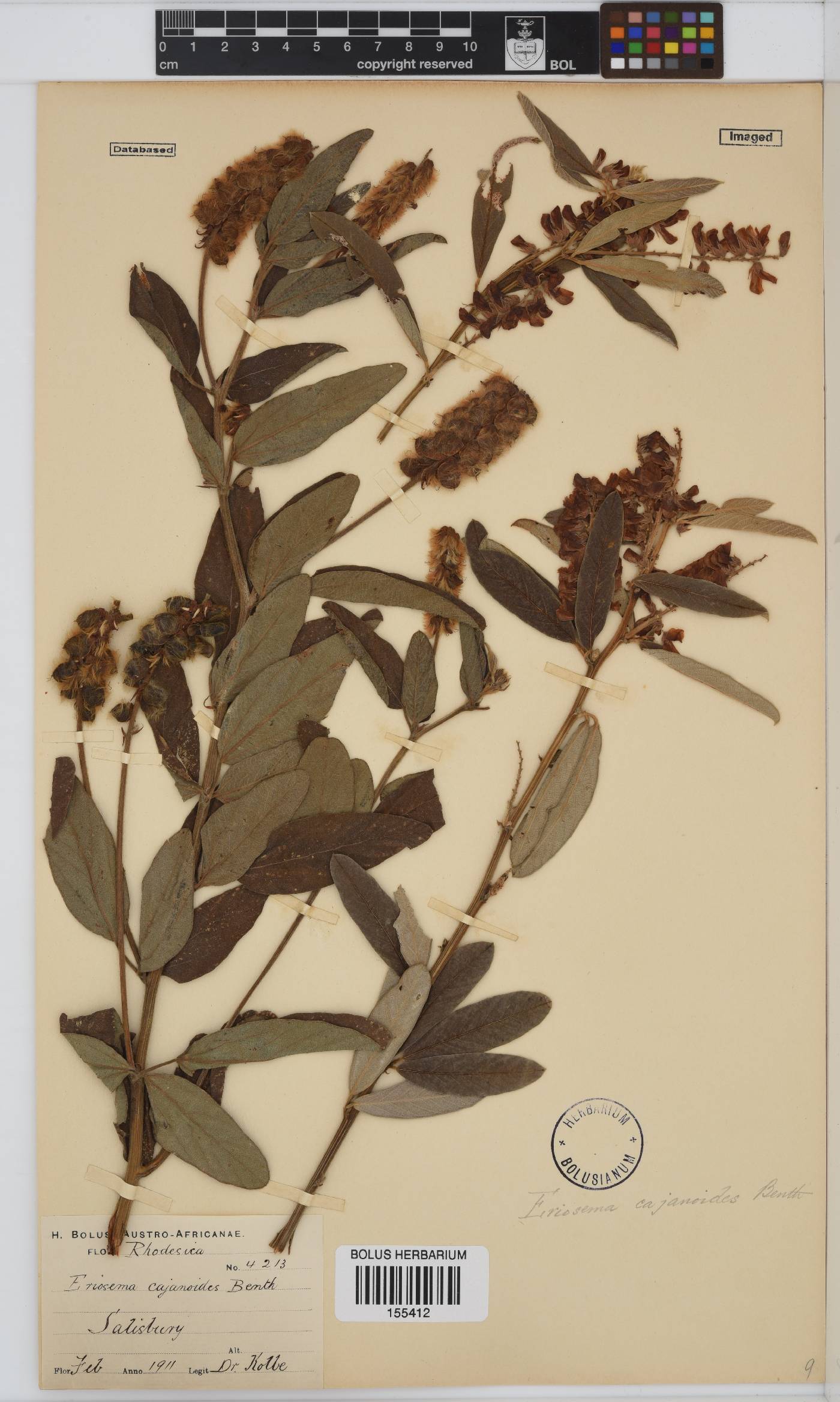 Eriosema psoraleoides image