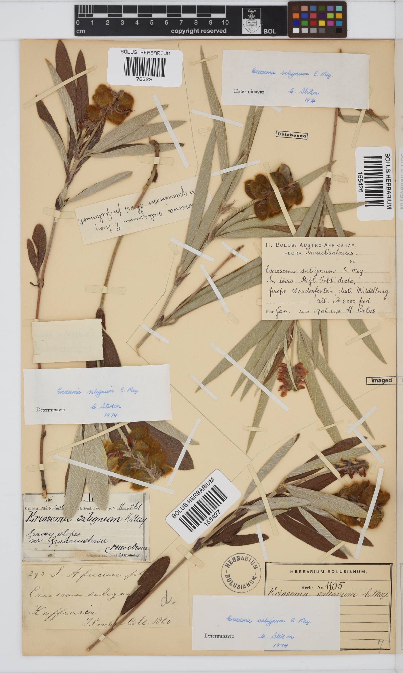 Eriosema salignum image