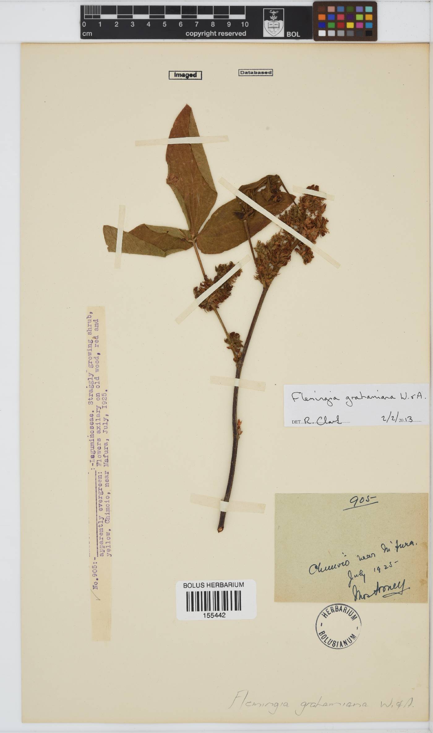 Flemingia grahamiana image
