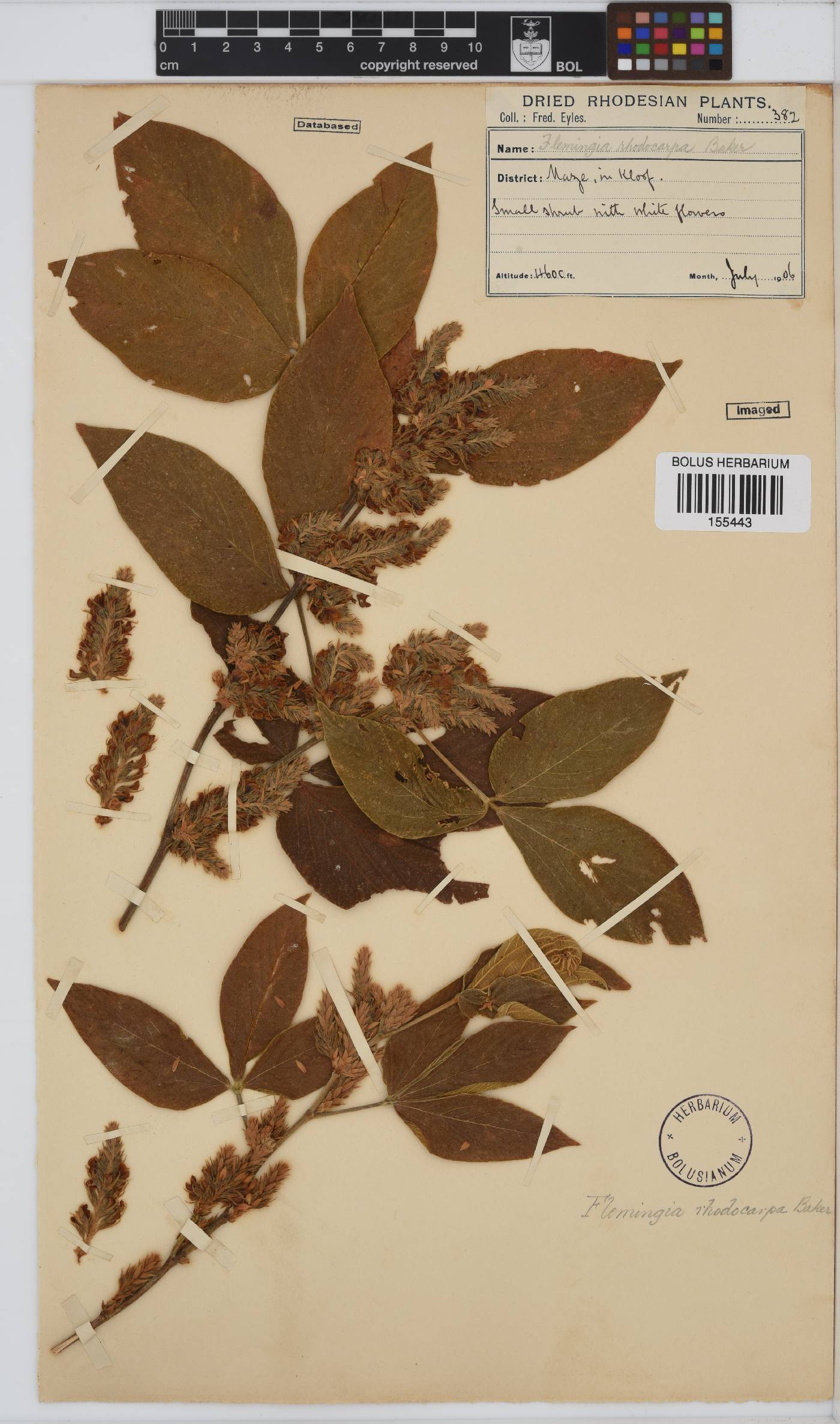 Flemingia image