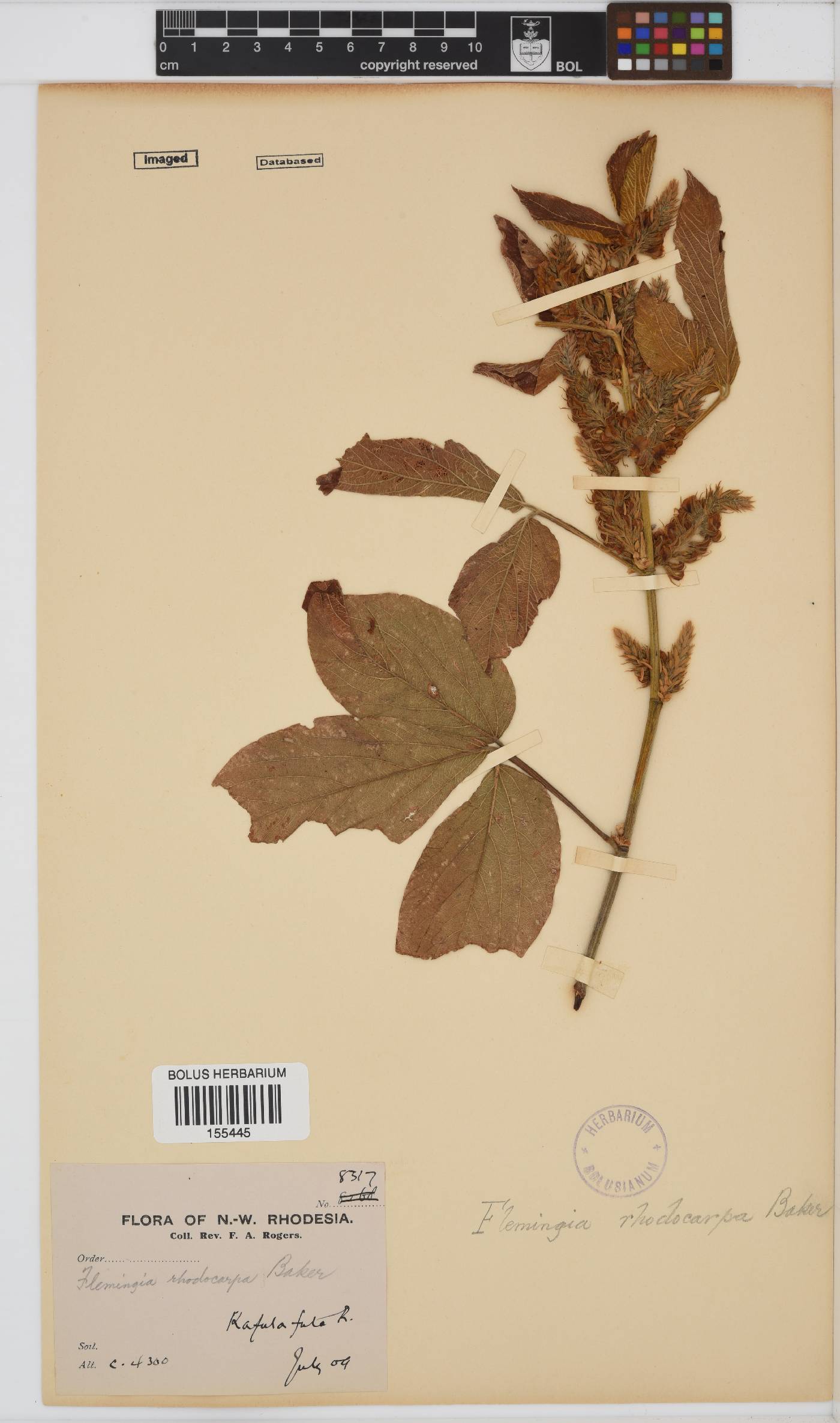 Flemingia grahamiana image