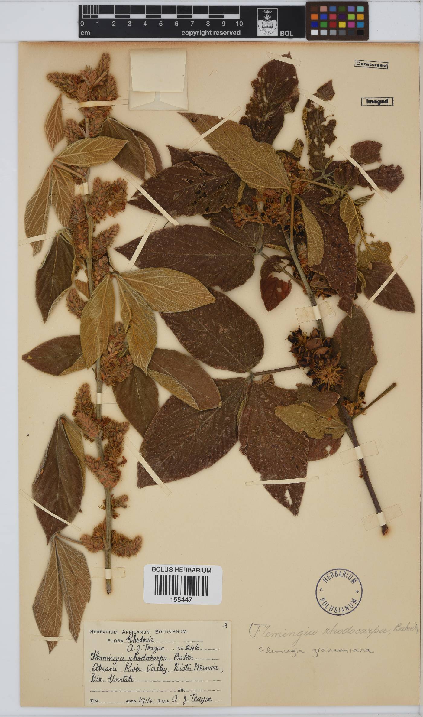 Flemingia grahamiana image