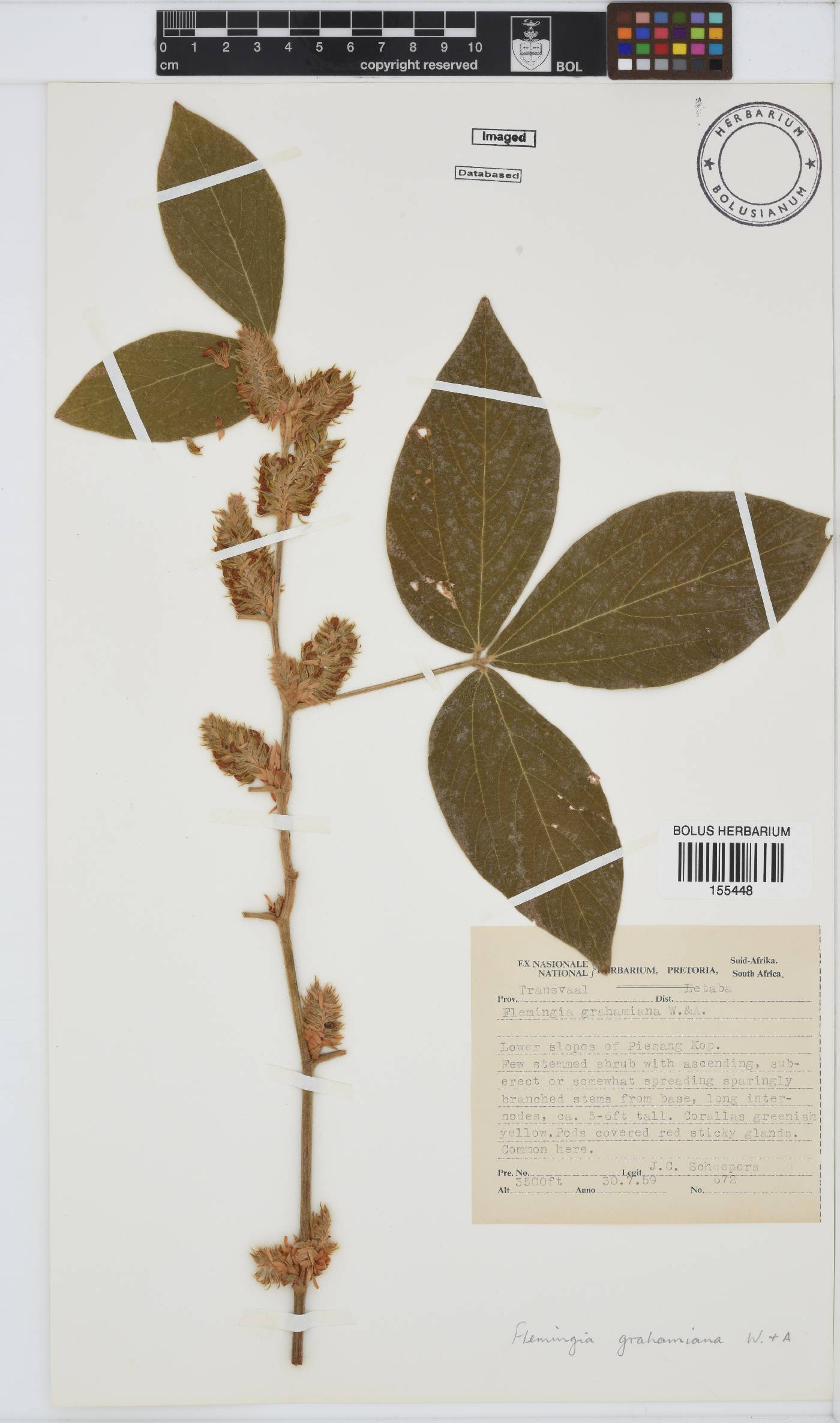 Flemingia grahamiana image