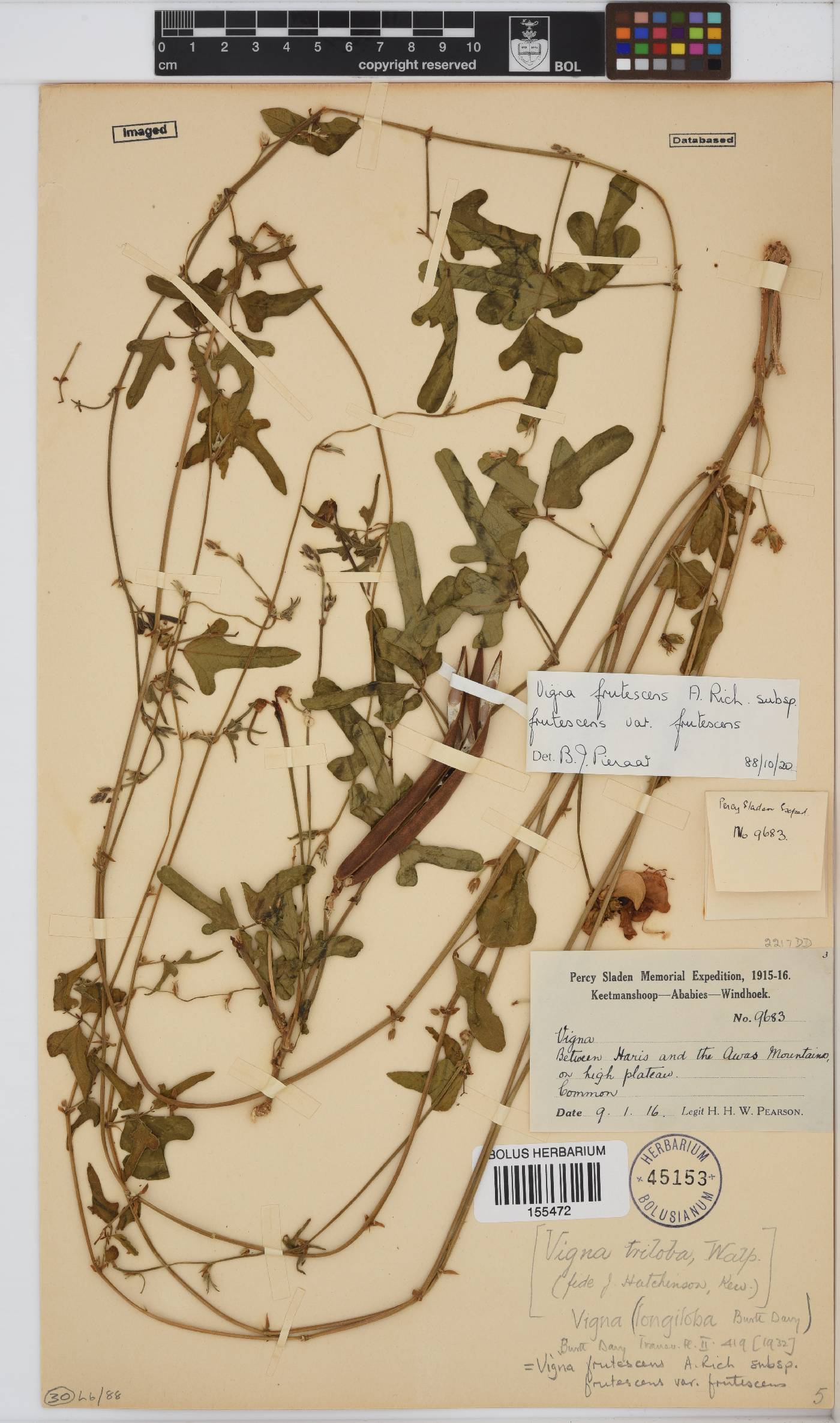 Vigna frutescens var. frutescens image