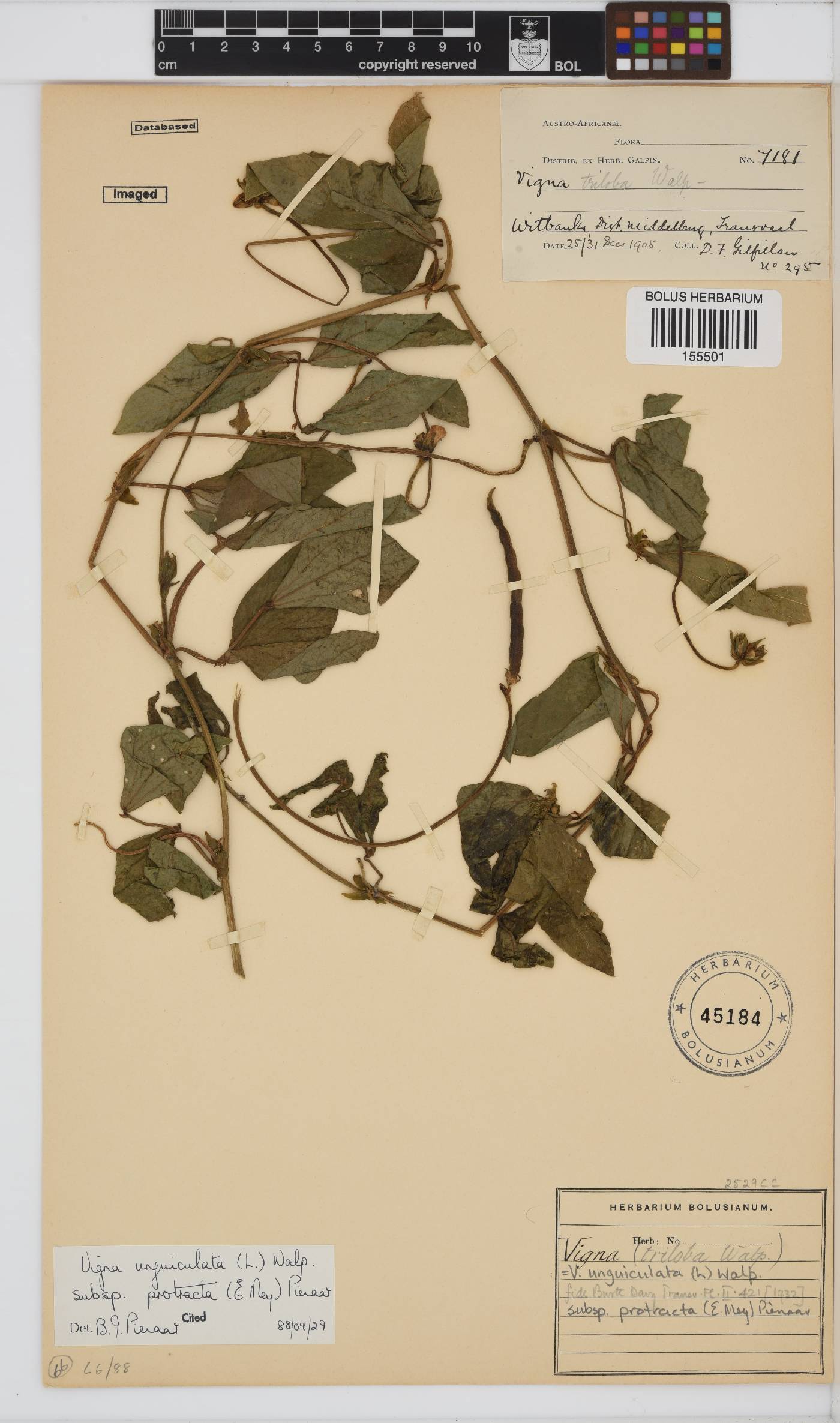 Vigna unguiculata subsp. protracta image