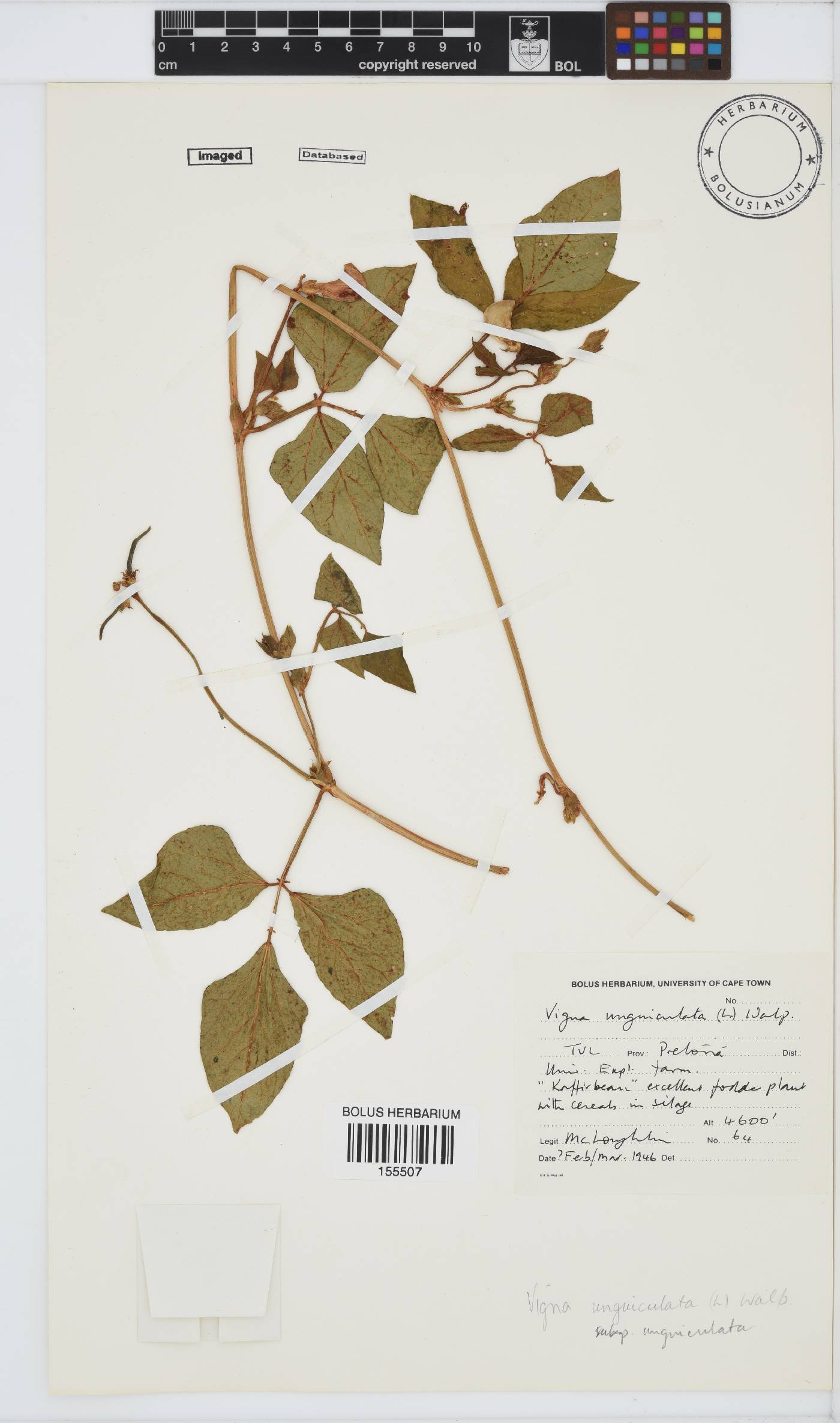 Vigna unguiculata image