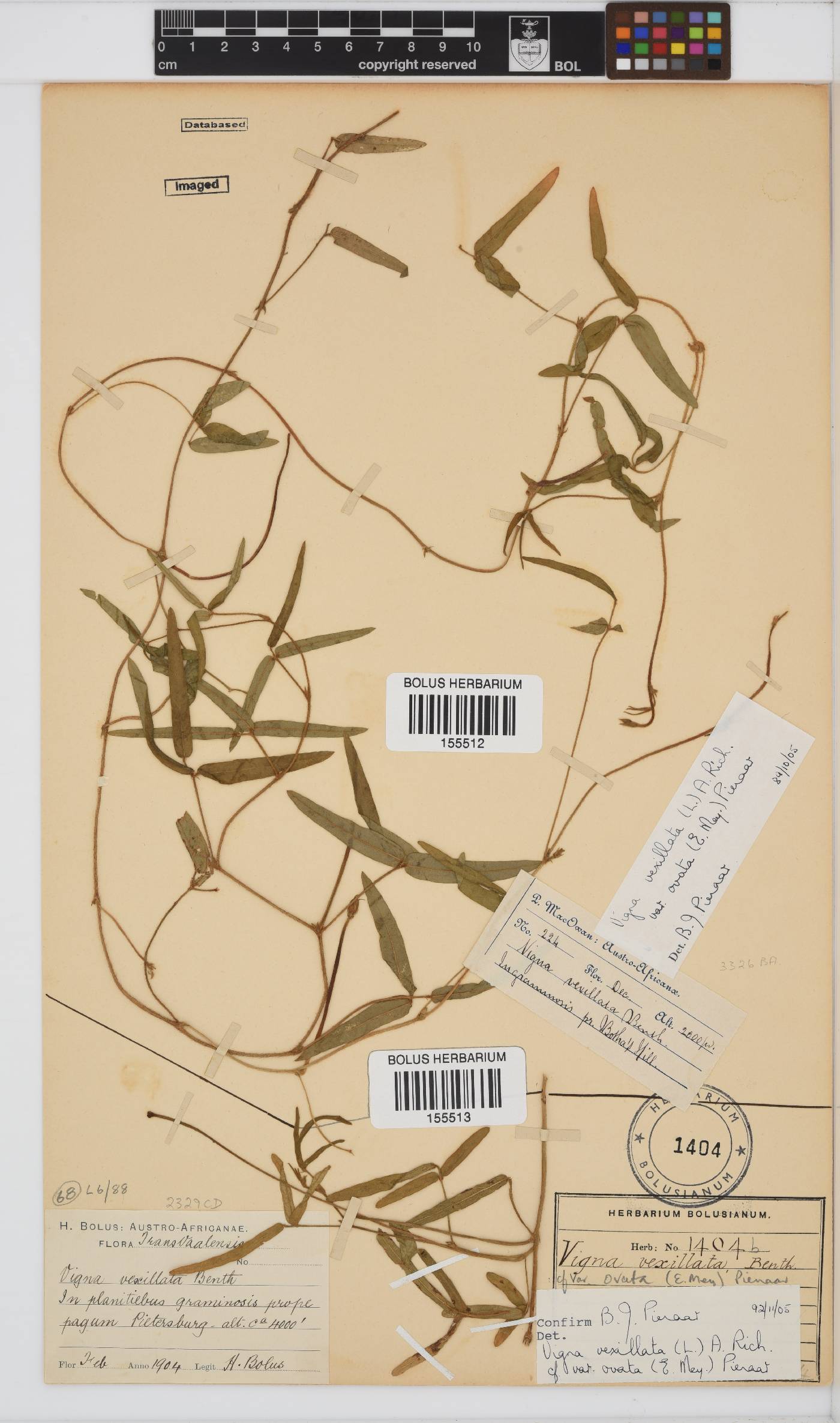 Vigna vexillata image