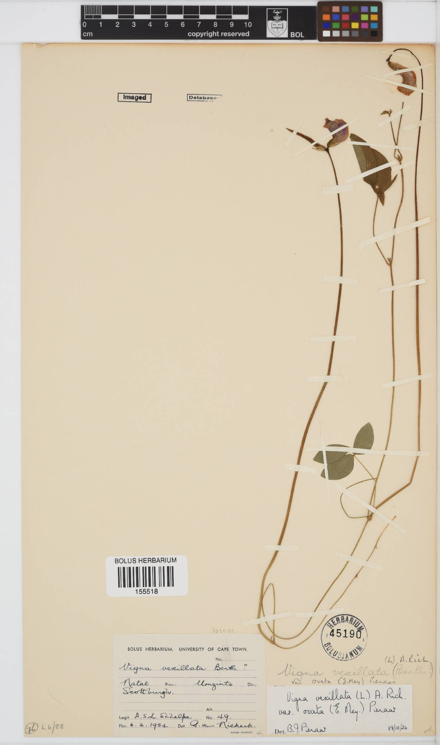 Vigna vexillata image
