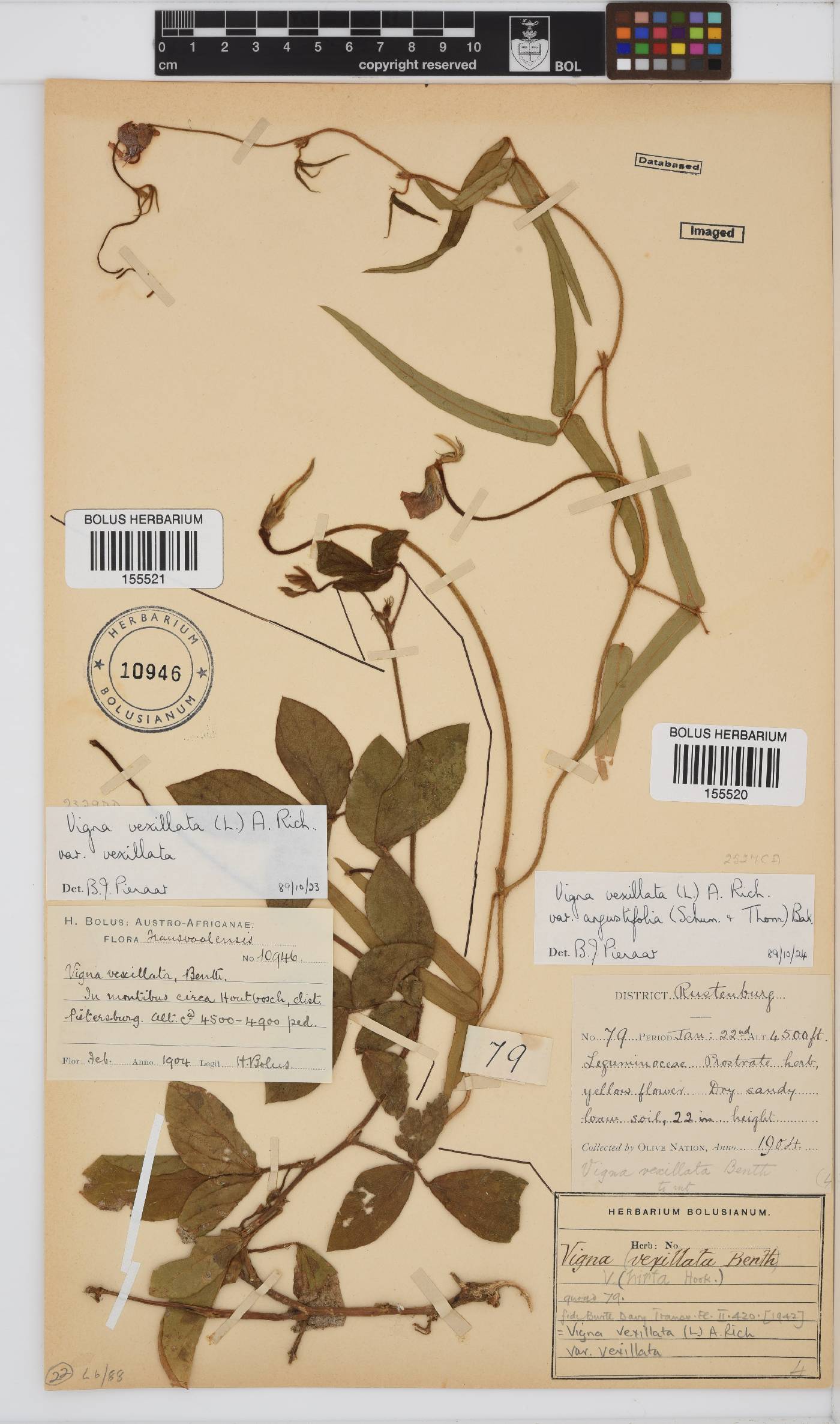 Vigna vexillata image