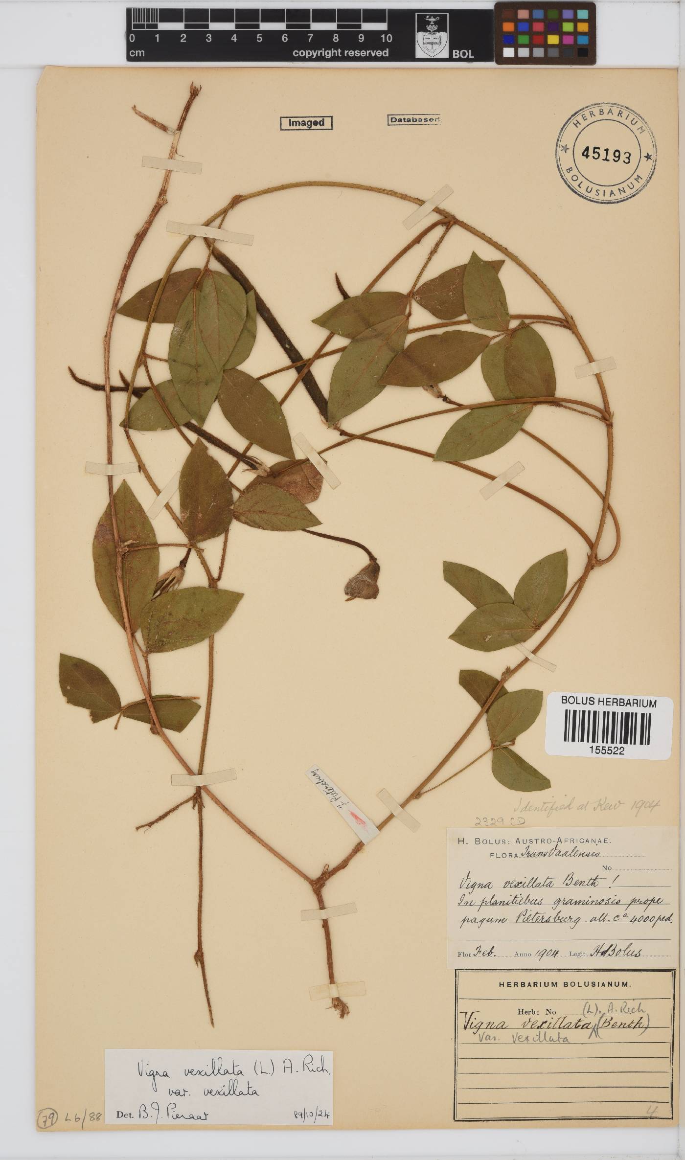 Vigna vexillata var. vexillata image