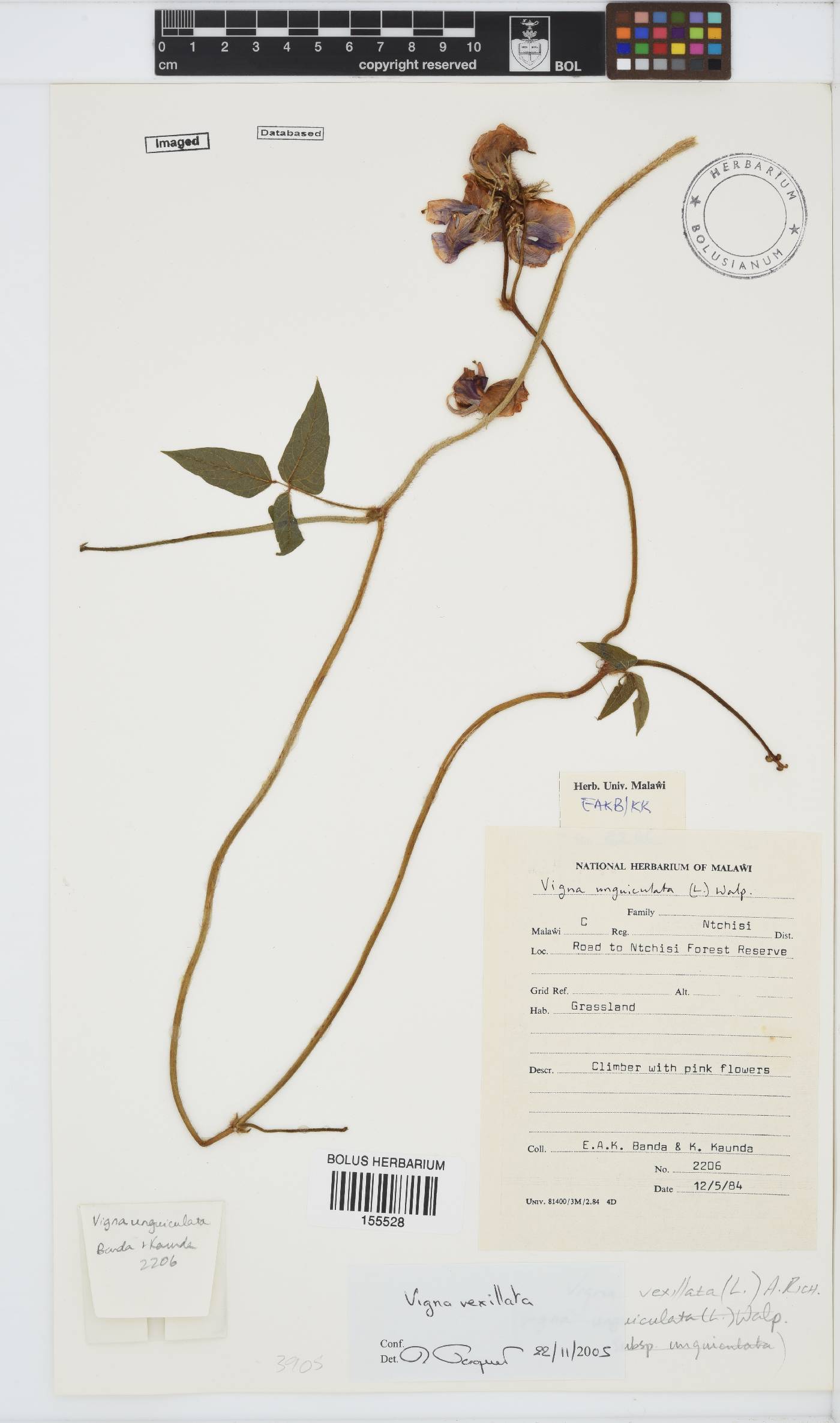 Vigna vexillata var. vexillata image