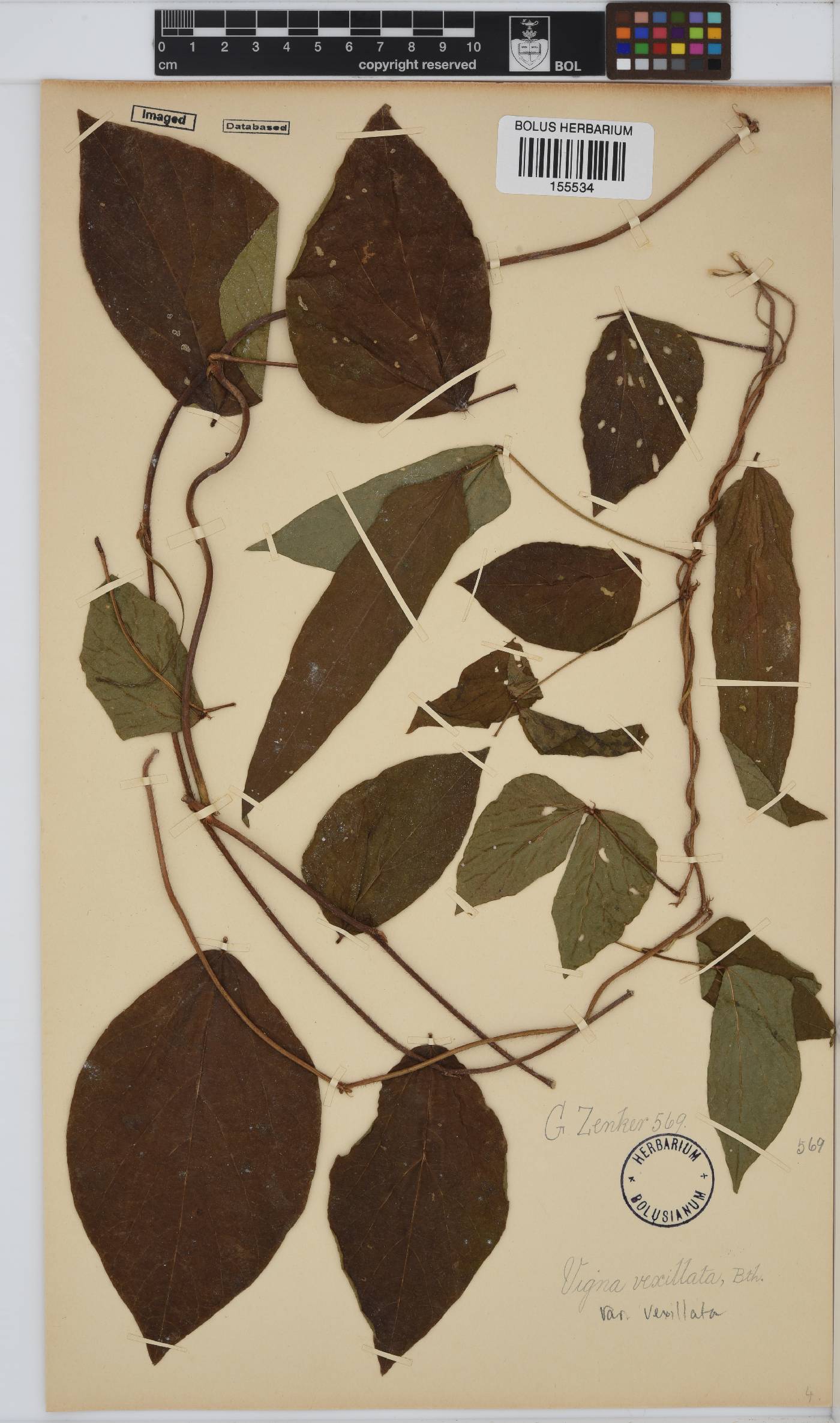 Vigna vexillata image