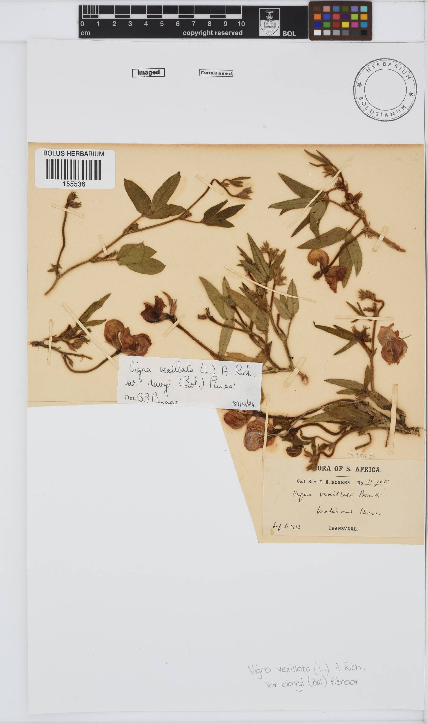 Vigna vexillata var. davyi image