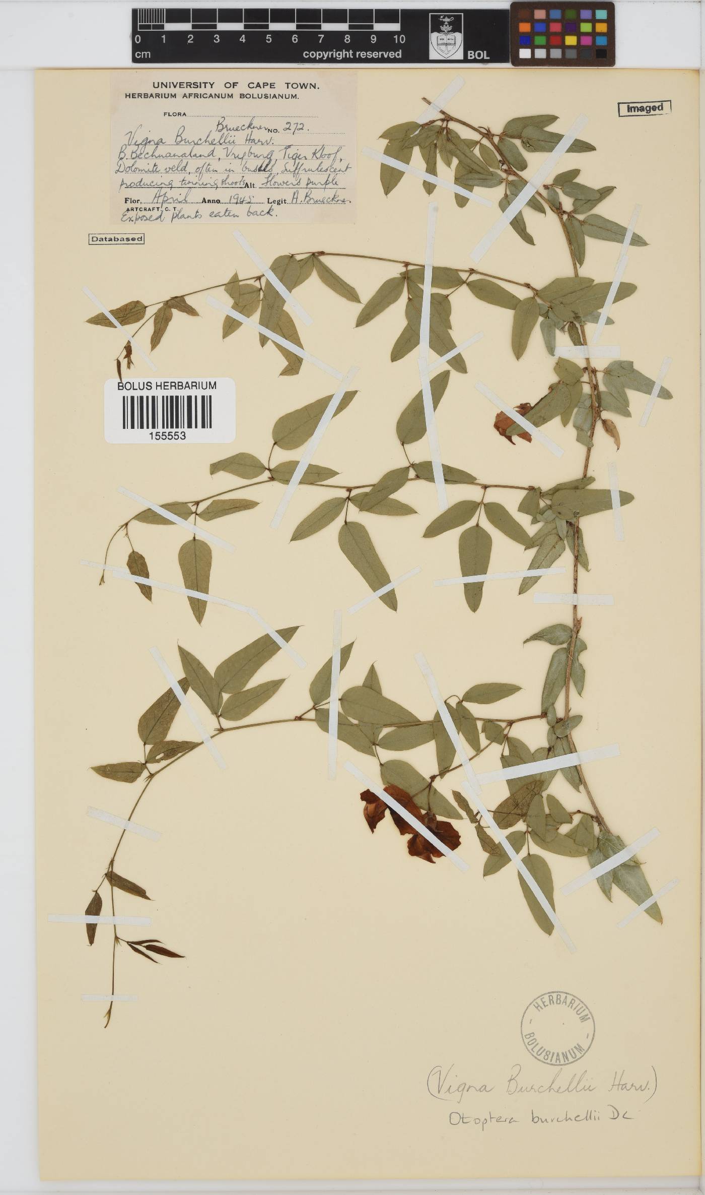 Otoptera burchellii image