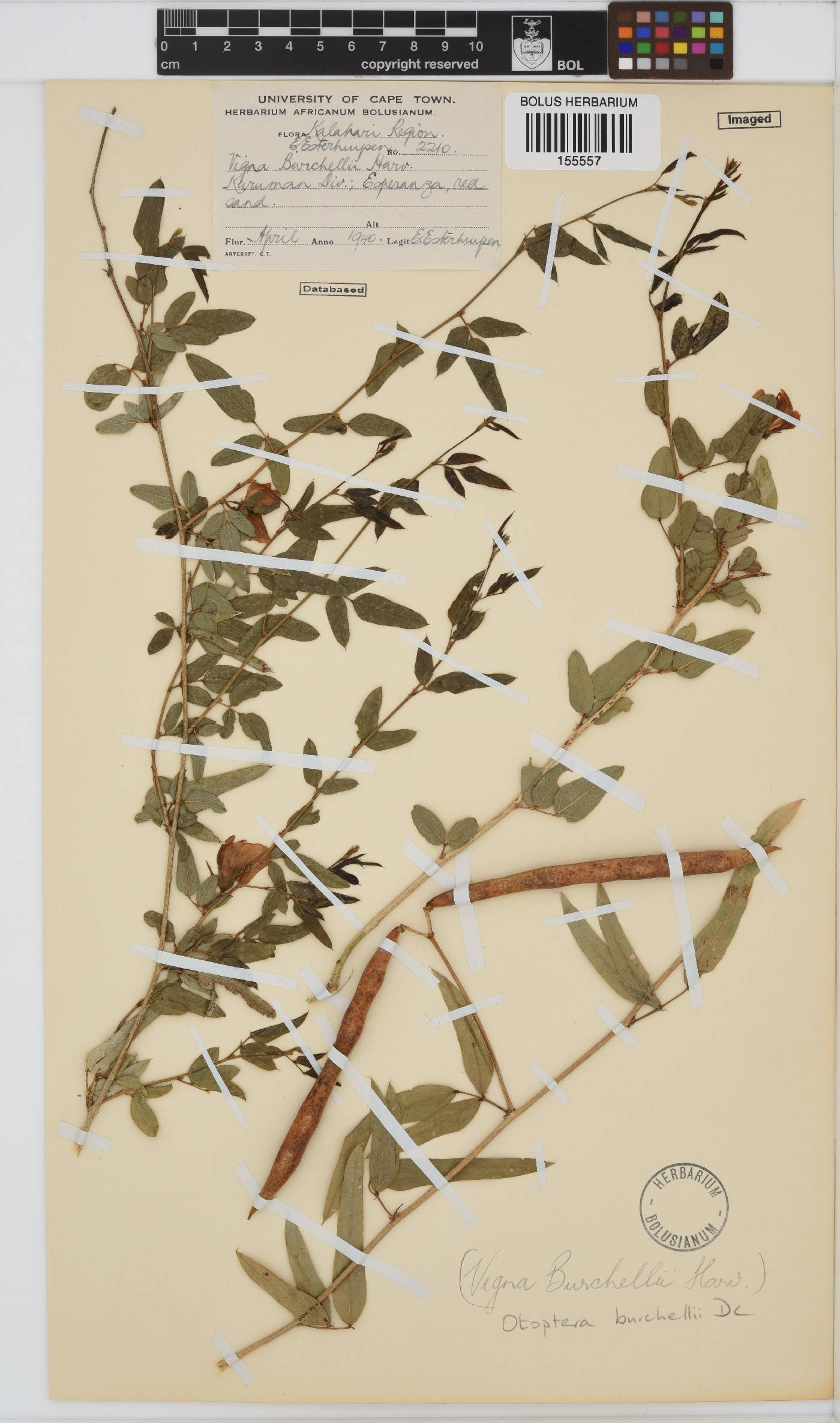 Otoptera burchellii image