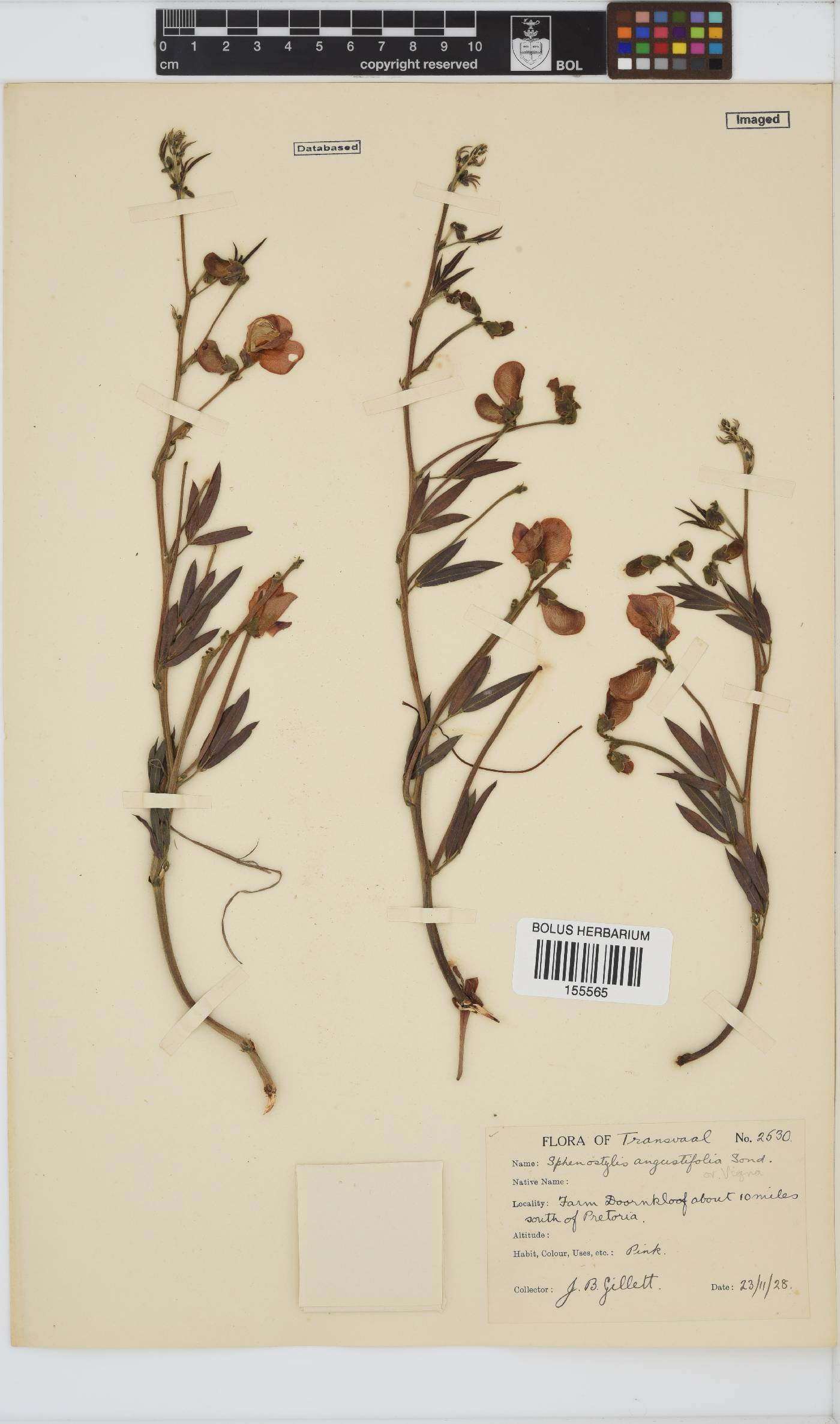 Sphenostylis angustifolia image