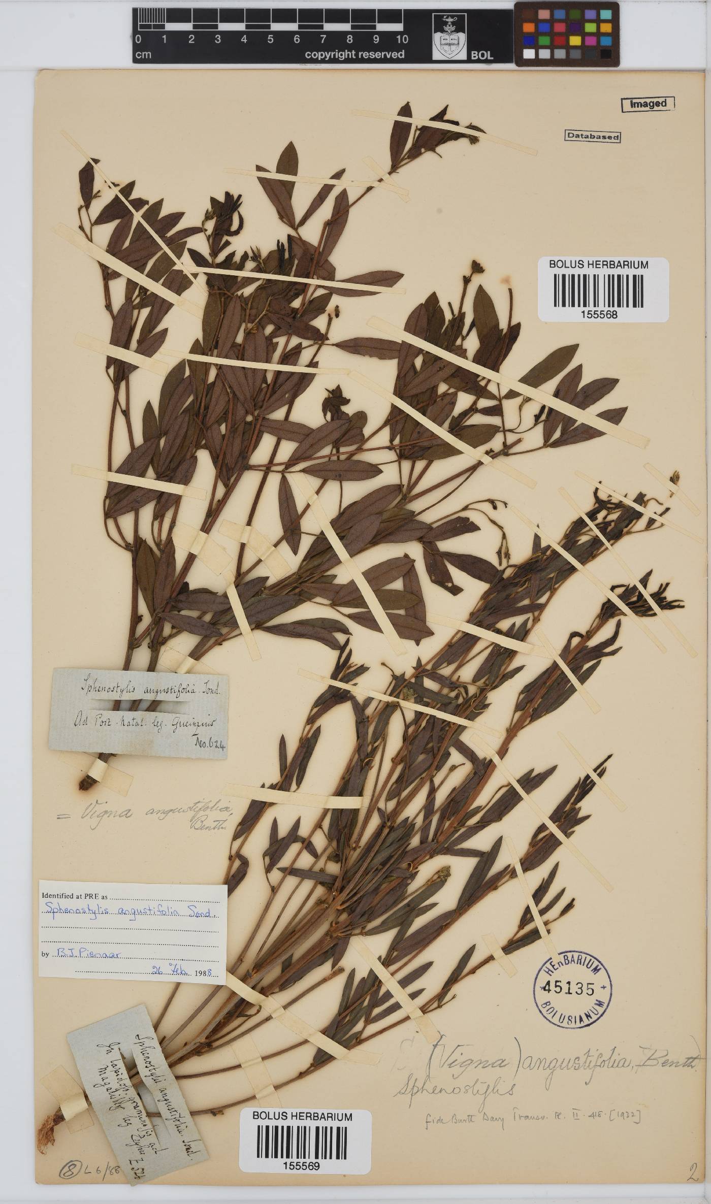 Sphenostylis angustifolia image
