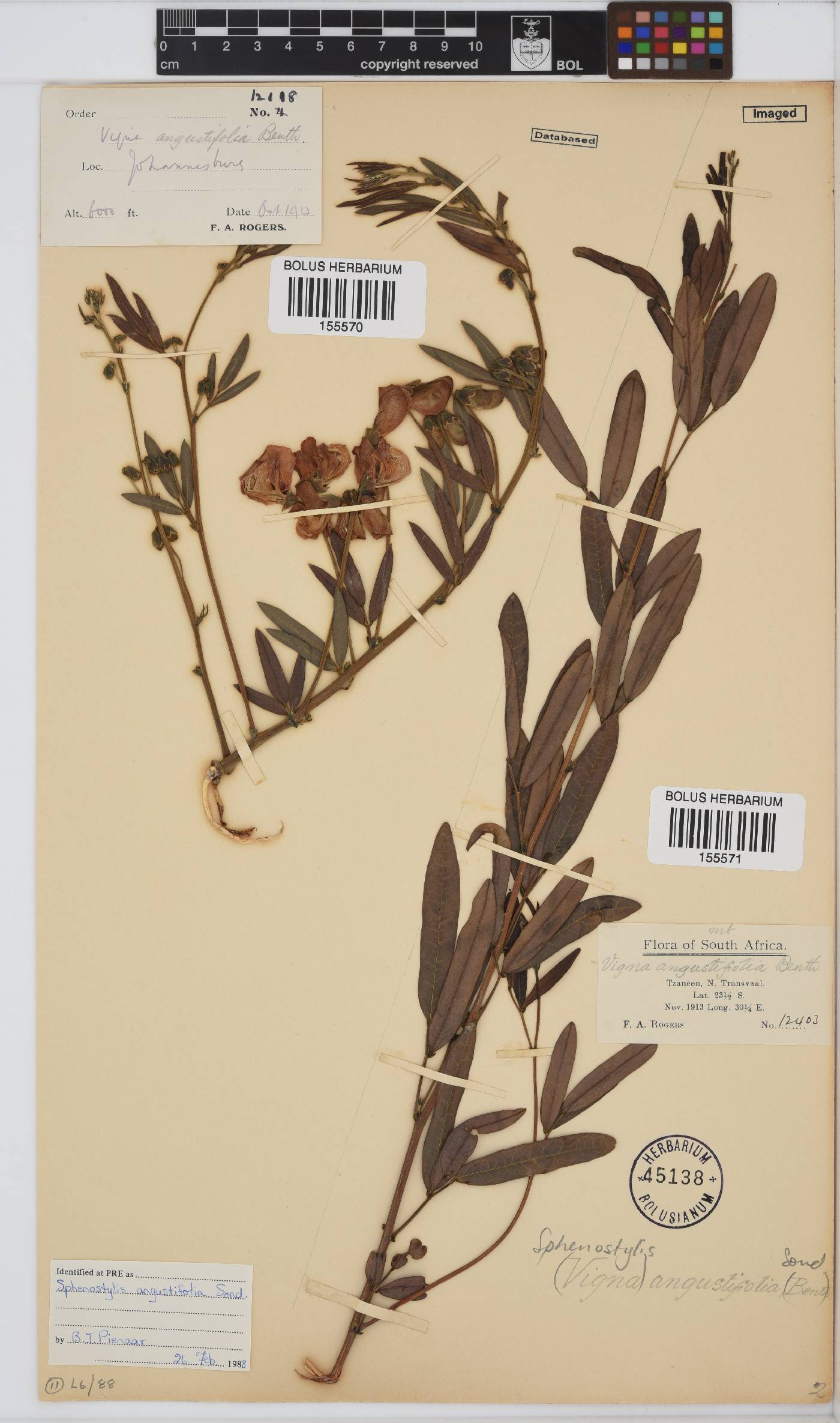 Sphenostylis angustifolia image