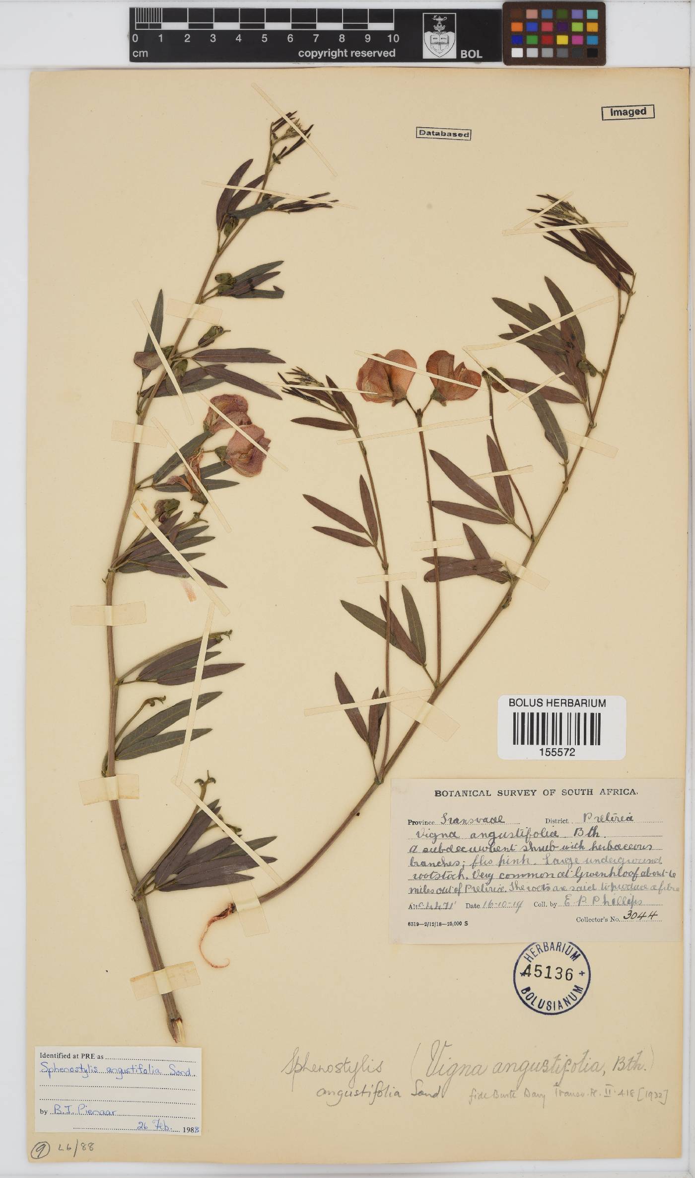 Sphenostylis angustifolia image