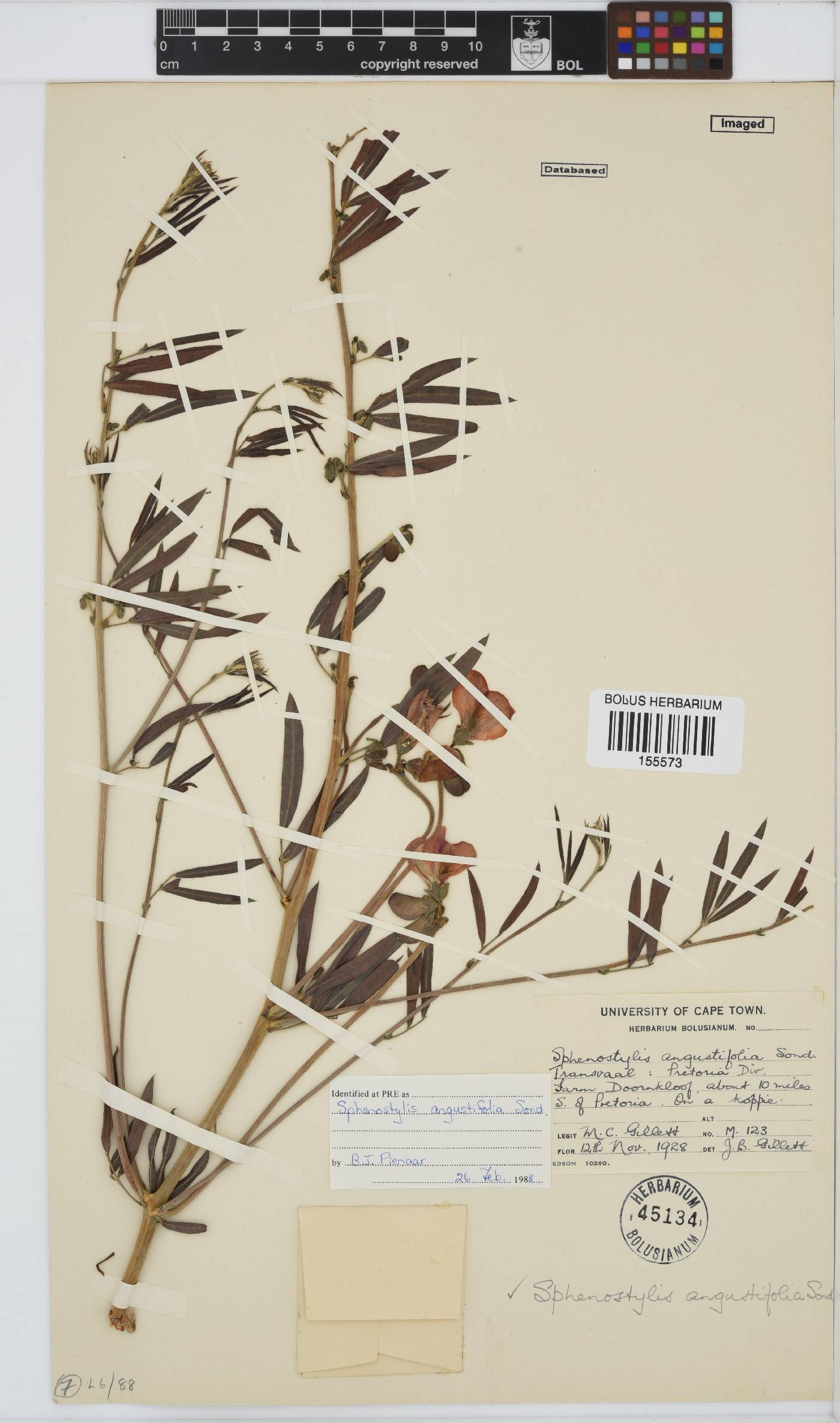 Sphenostylis angustifolia image