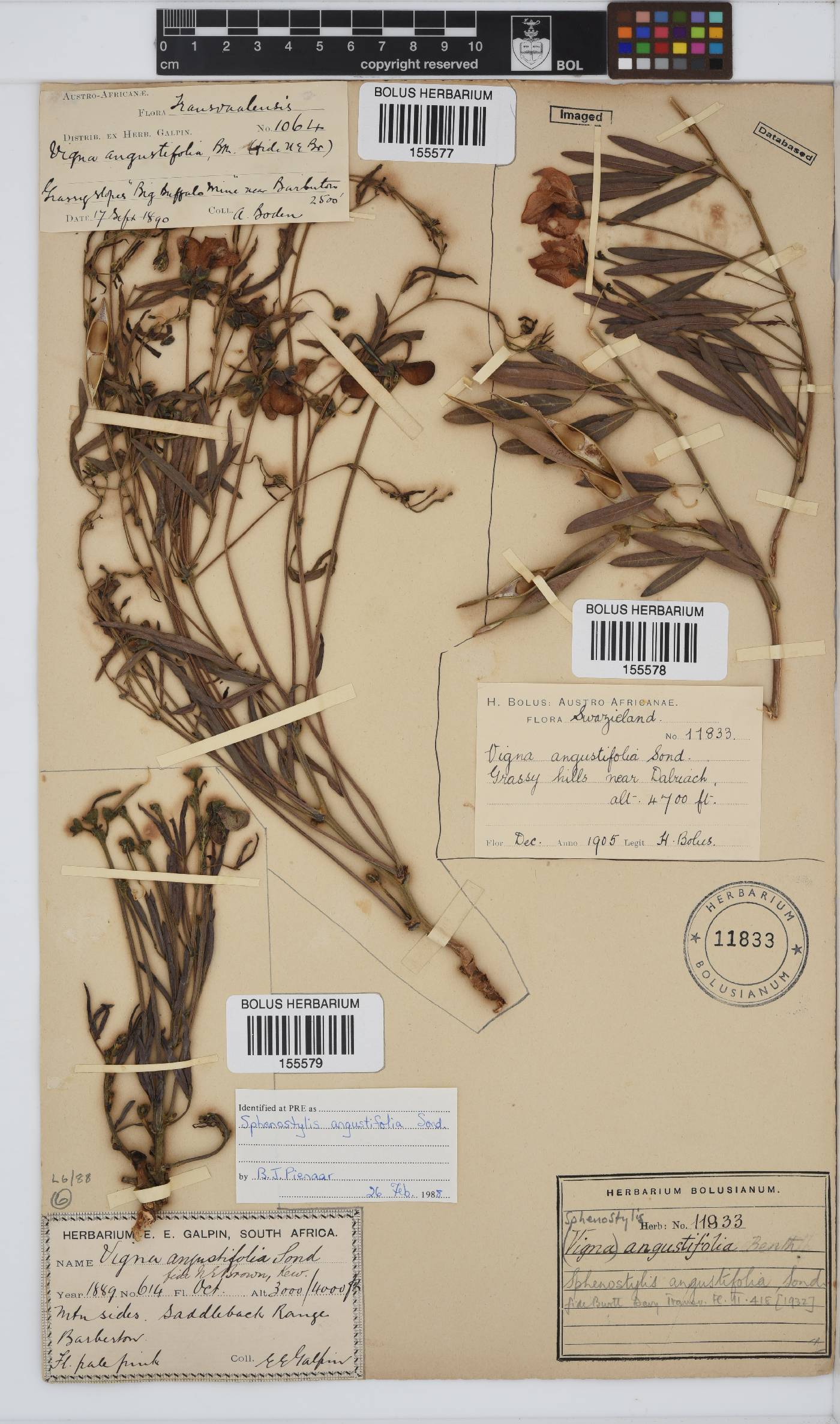 Sphenostylis angustifolia image