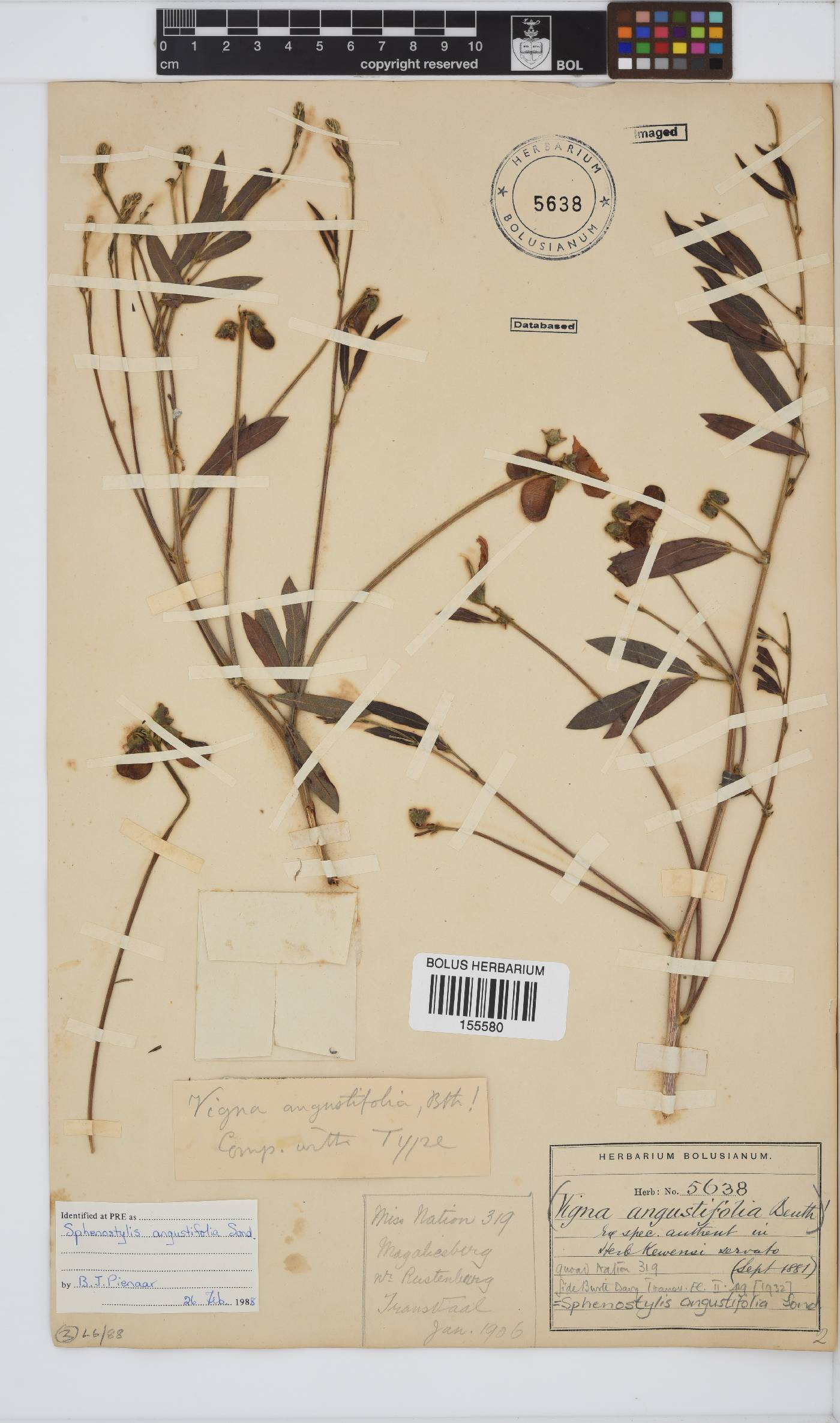 Sphenostylis angustifolia image