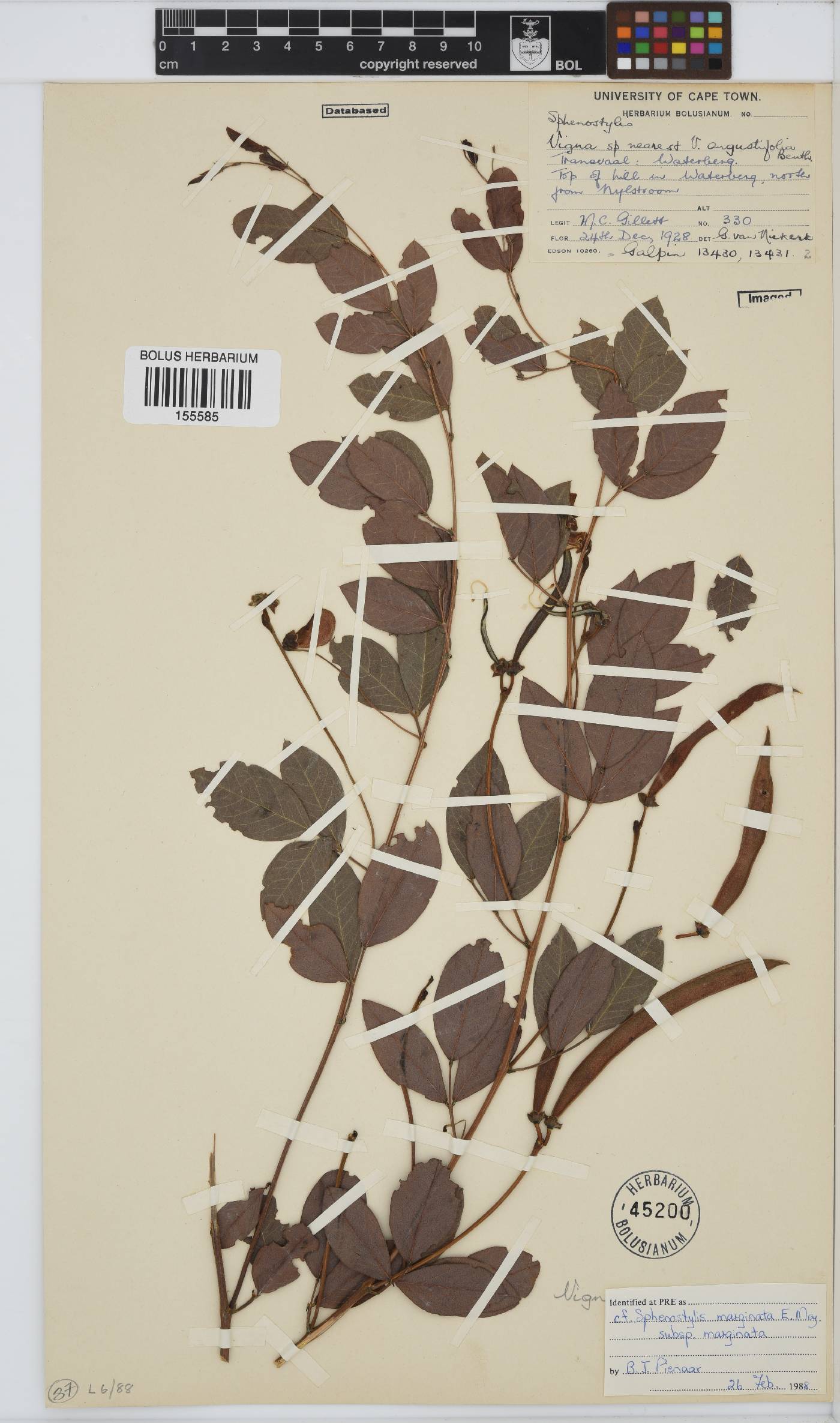 Sphenostylis image