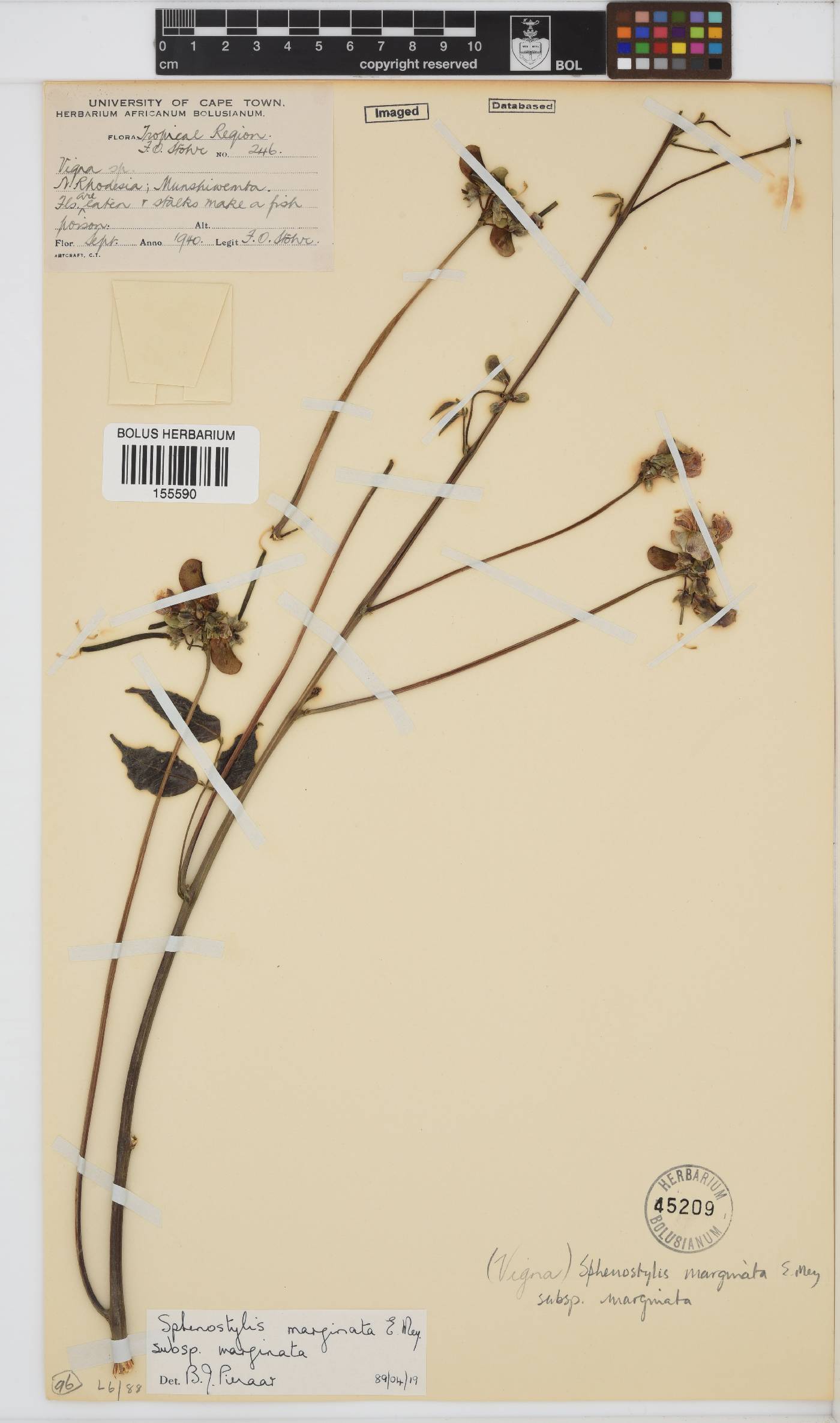 Sphenostylis marginata subsp. marginata image