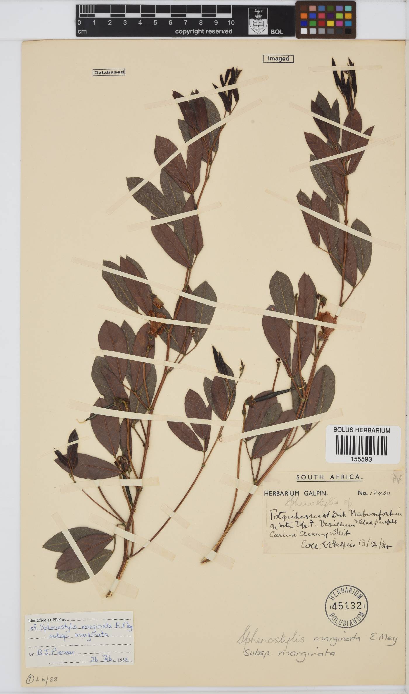Sphenostylis marginata subsp. marginata image