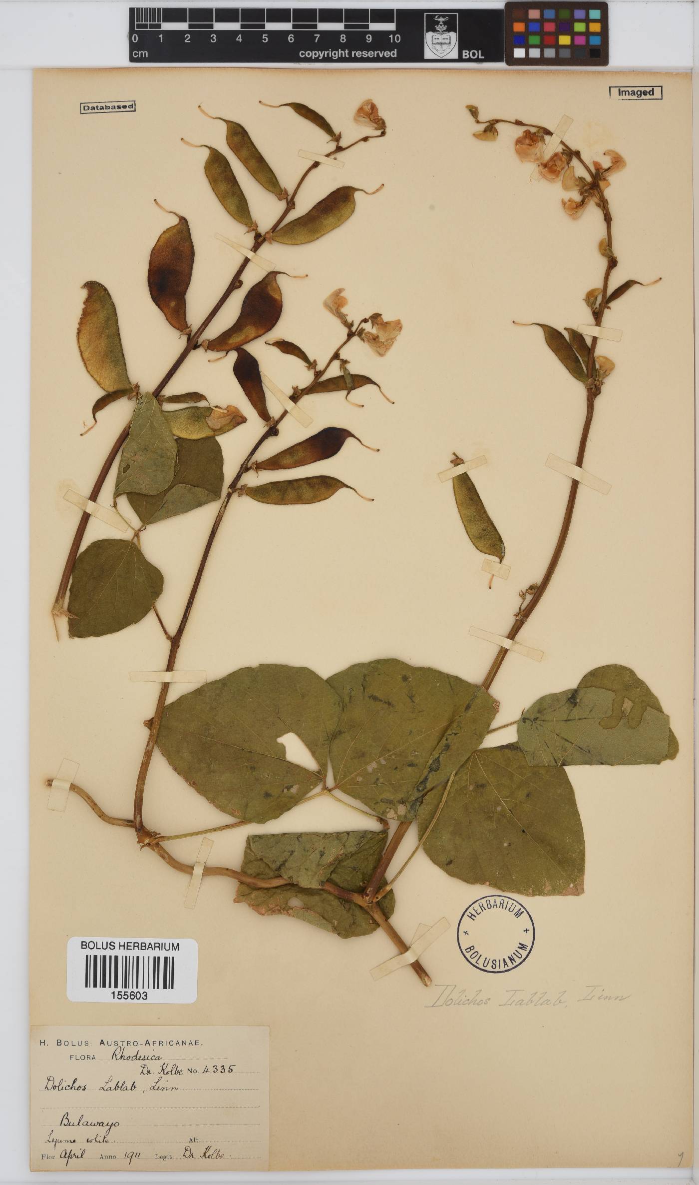 Lablab purpureus subsp. purpureus image