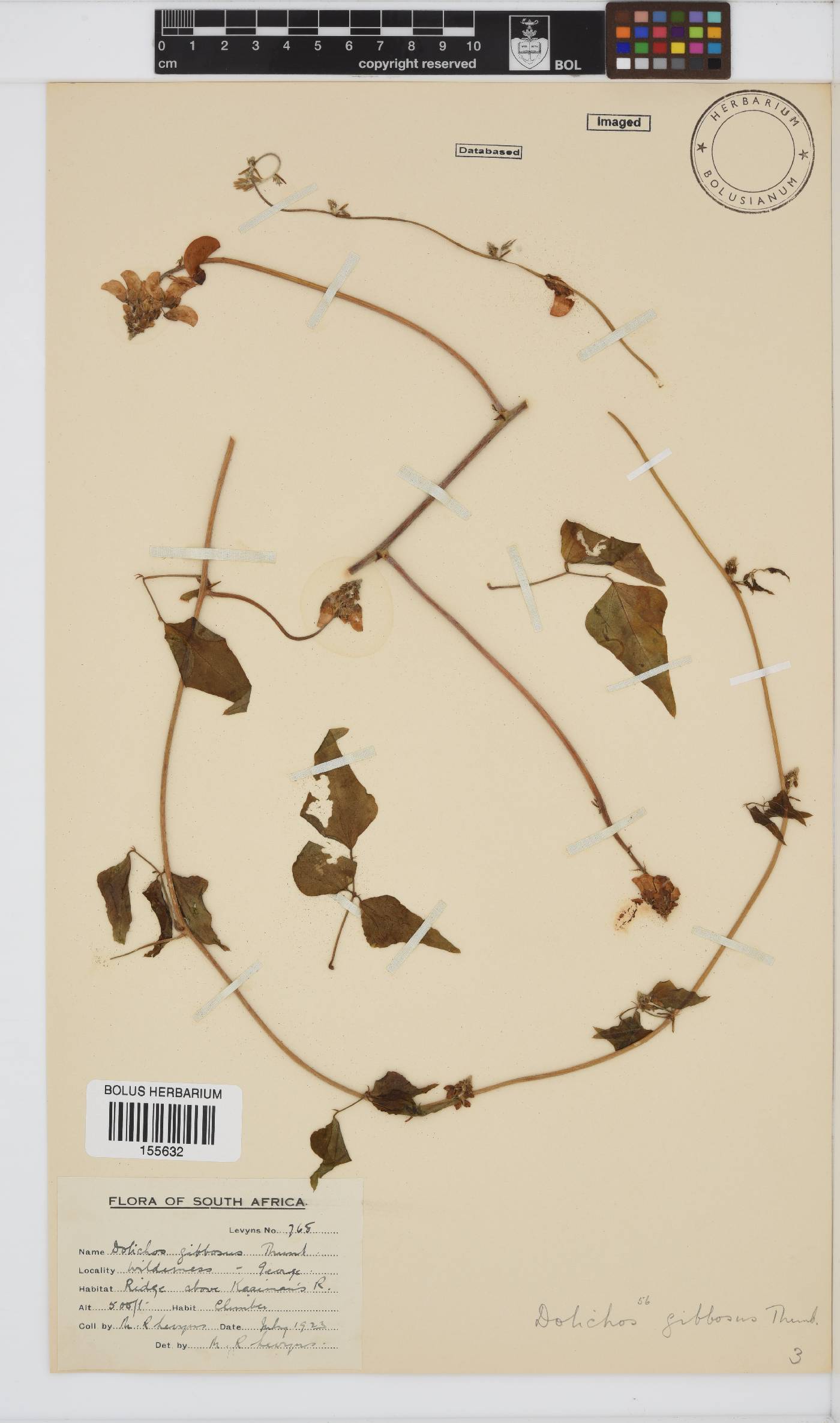 Dipogon lignosus image