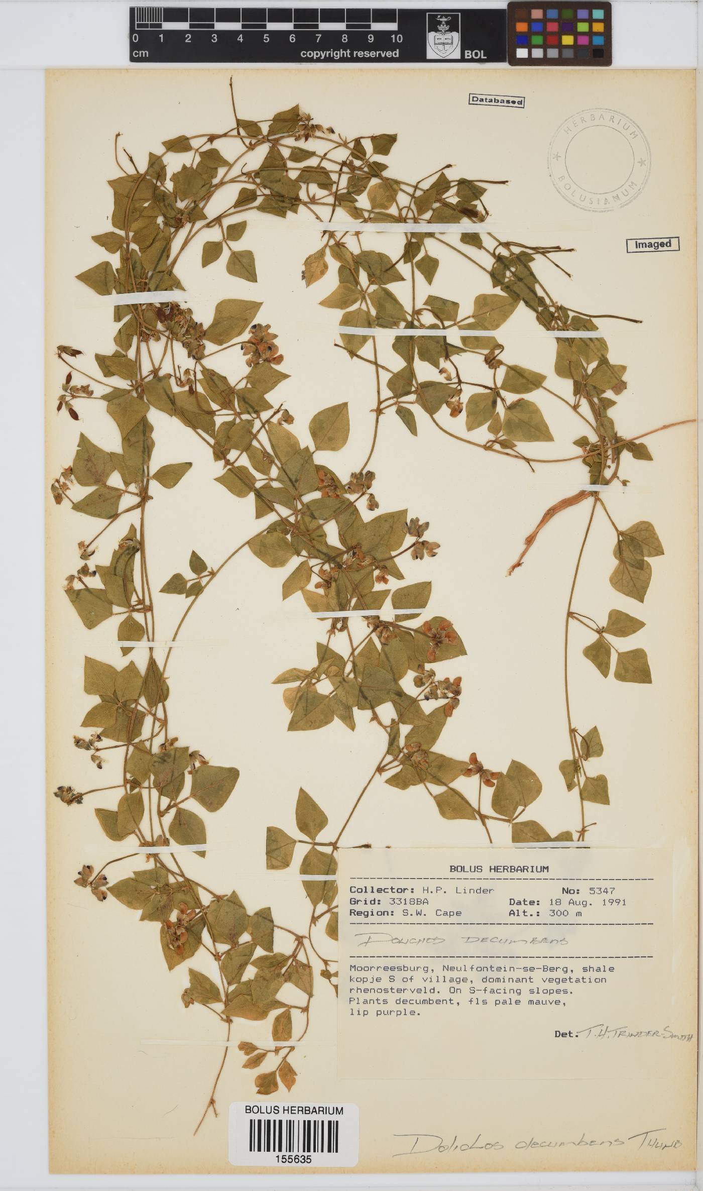Dolichos decumbens image