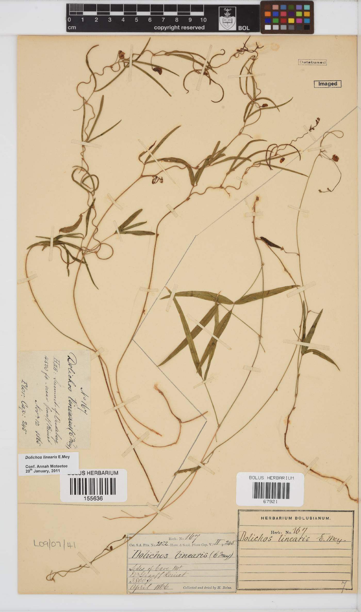 Dolichos linearis image