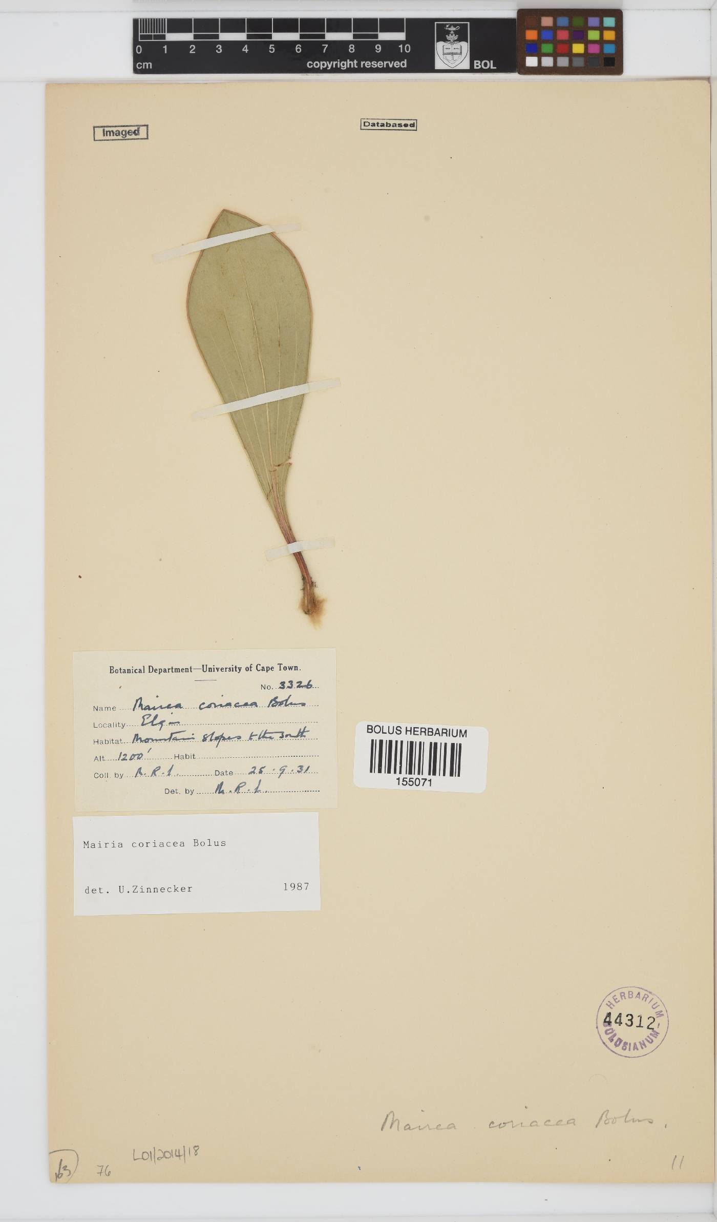 Mairia coriacea image